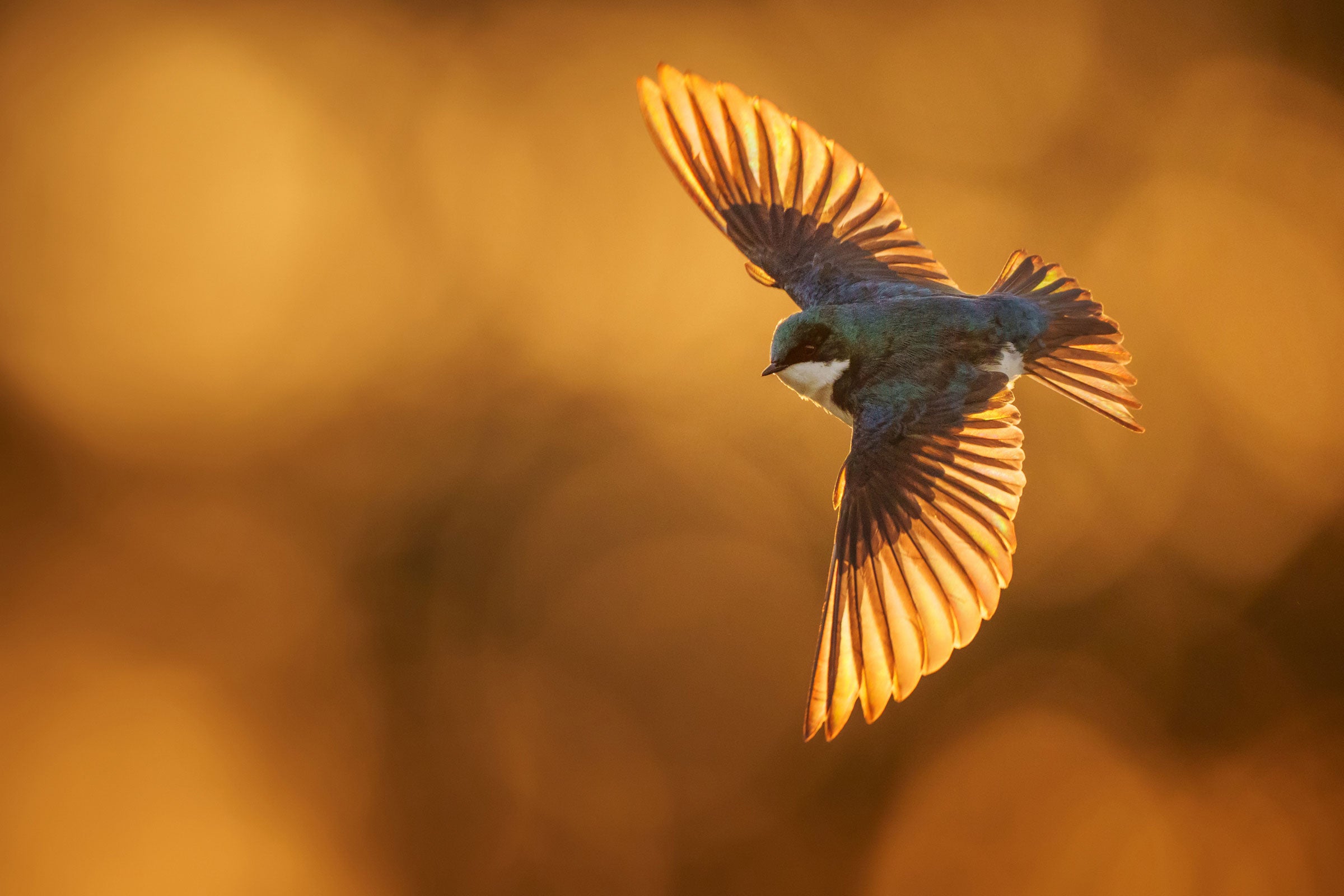 A Tree Swallow with wings spread wide flies against a blurred orange background, the tips of its flight feathers aglow, matching the color behind it. The birds blue and white head and back stand out against the rest of the image. 