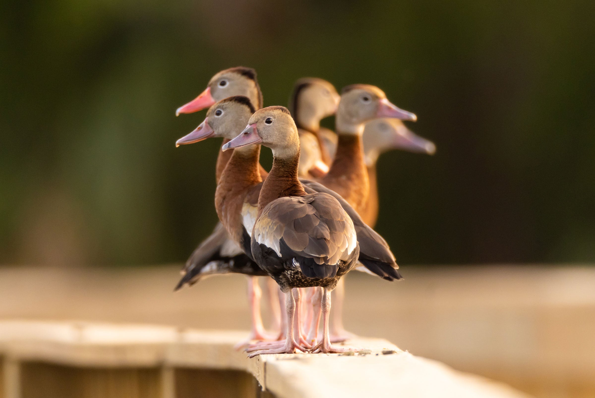 Seven Black-bellied Whistling-Ducks stand on a boardwalk’s wooden railing. Three of the rust-brown ducks, with black undersides, and pink bills, legs, and feet, face one direction, while three more face the opposite way against a blurred black background.