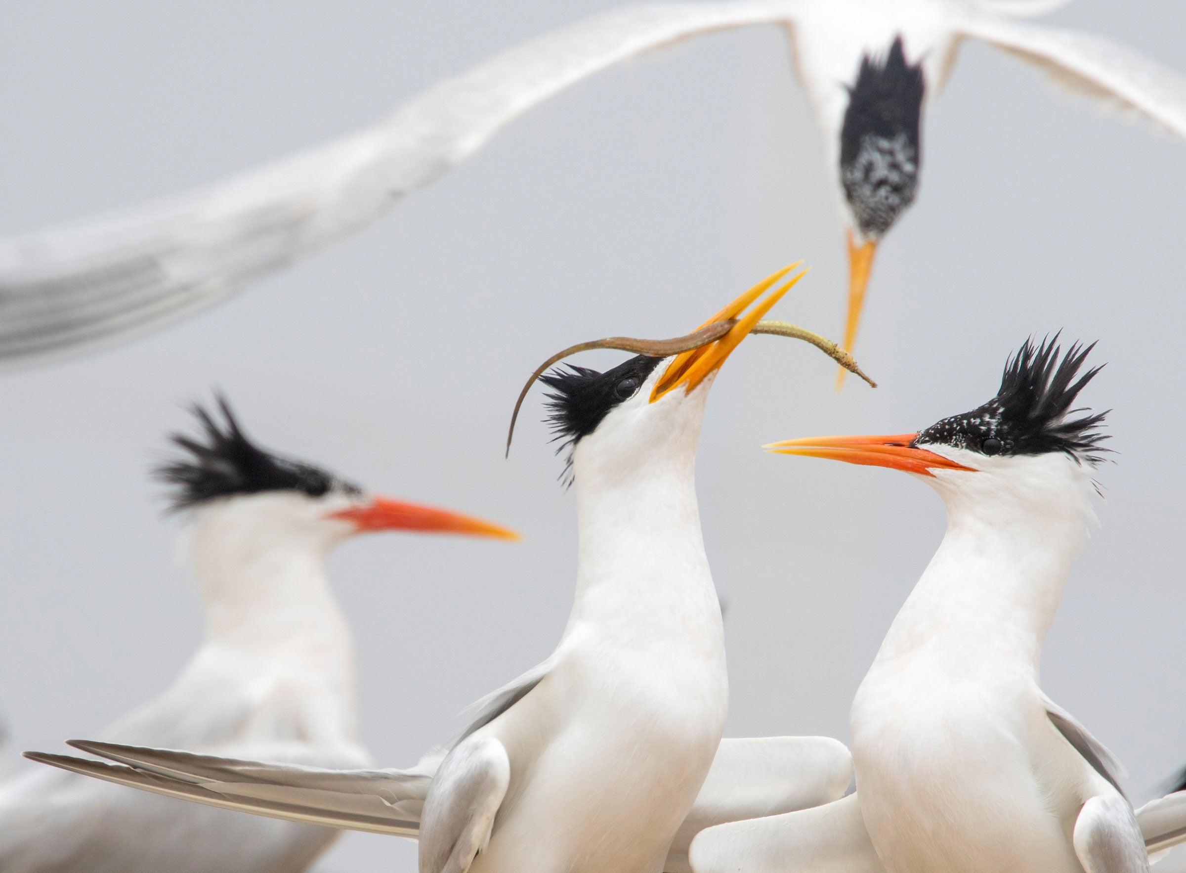 Four black-crested Elegant Terns fill the frame with a gray background. One flies from above while two others below face each other in profile, one with a raised head and crest offers an eel-like fish in its uplifted bill. 