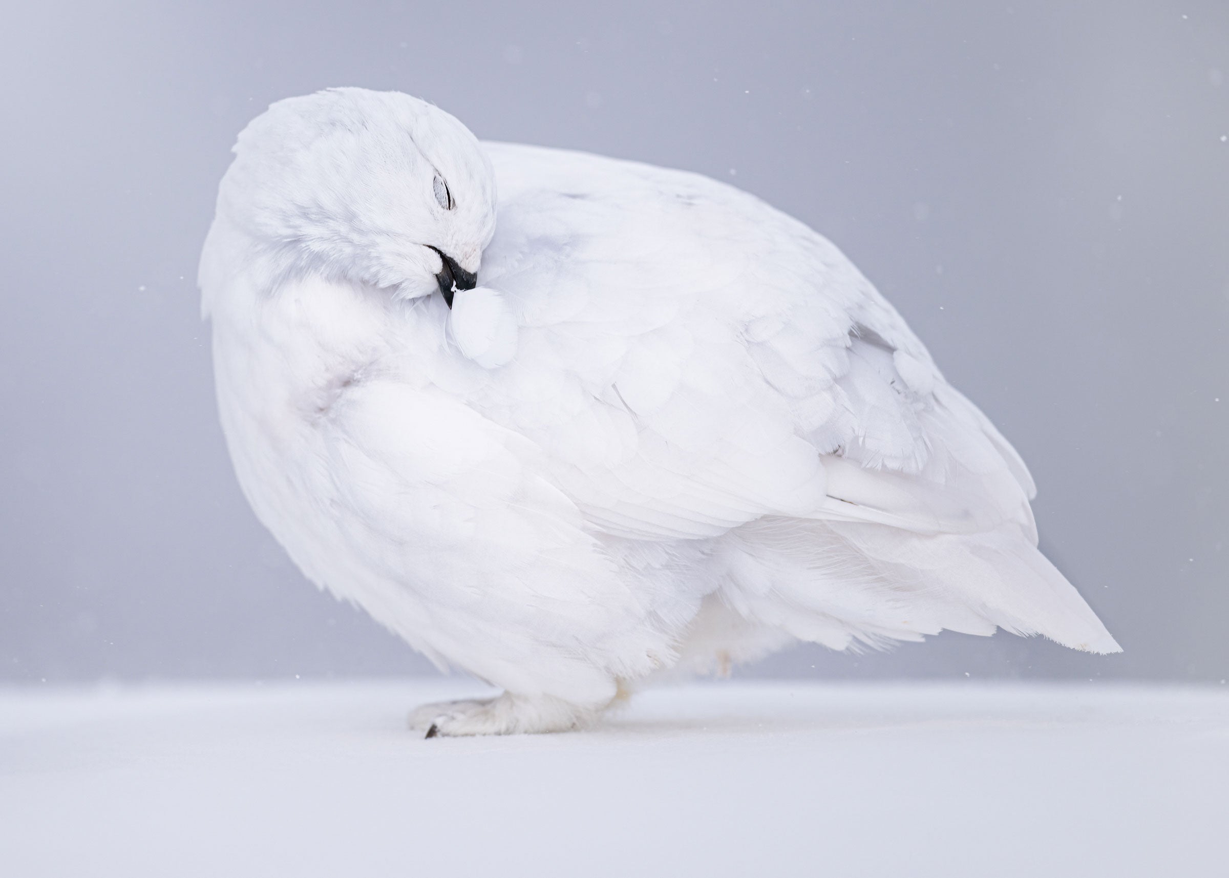 A White-tailed Ptarmigan in its white plumage preens, a single feather in its mouth with its eyes closed. Its head is curved back against its body, the feather color matching the snowy ground while standing out against a gray background. 