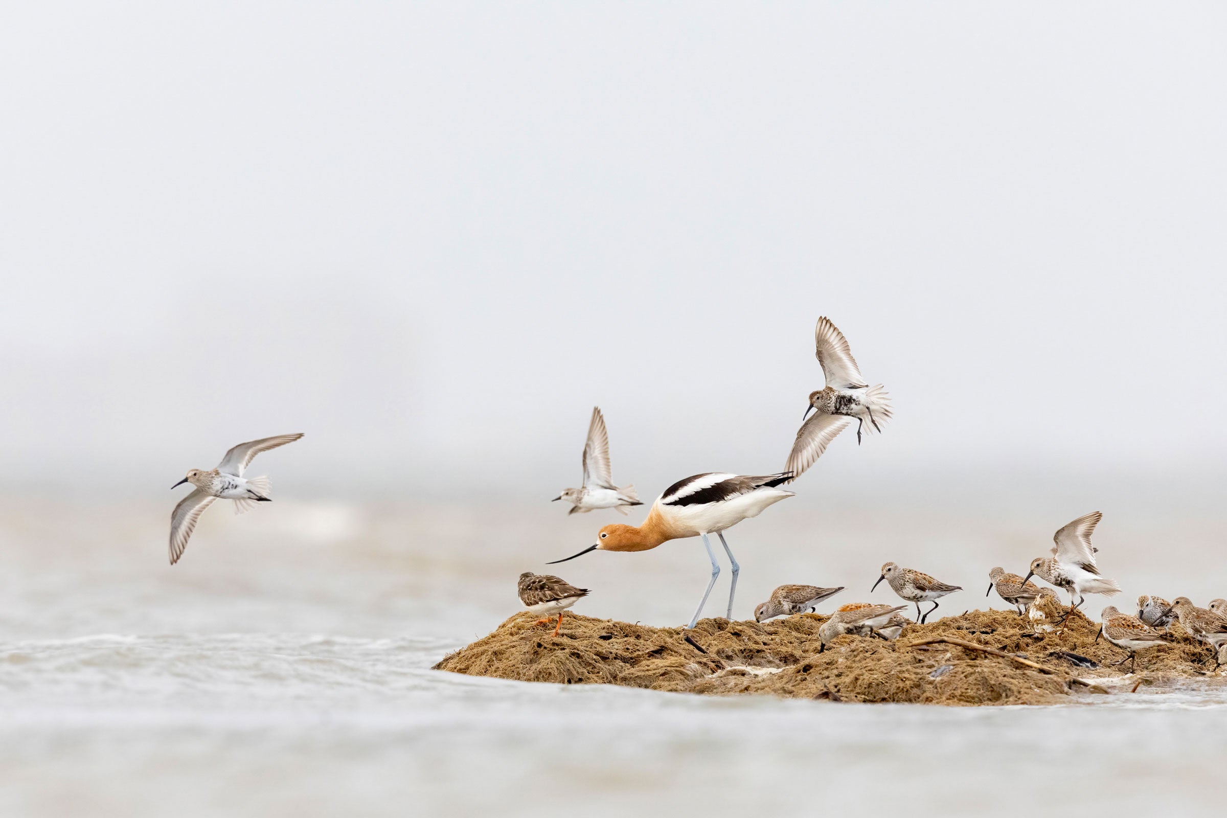 An avocet standing in profile, its head down as if in a curtsey, looks from a brown raft of seaweed into the gray ocean. All around the avocet are other shorebirds at various stages of flying, taking off, and standing.