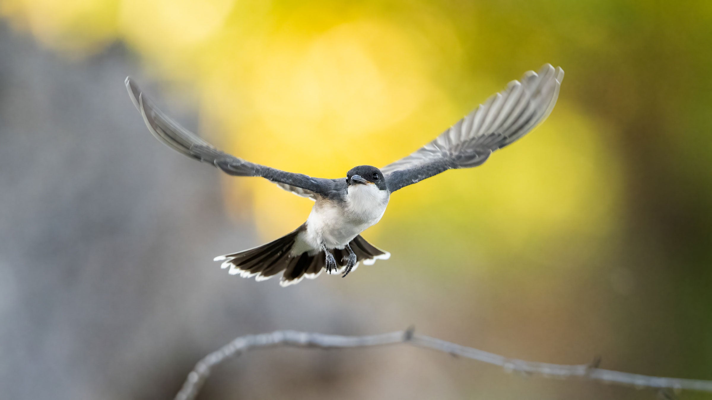 A white-bellied, gray-winged Eastern Kingbird flies toward the camera with wings outstretched and tail spread open Its dark coloring stands out against a background of blurred yellow-green leaves.