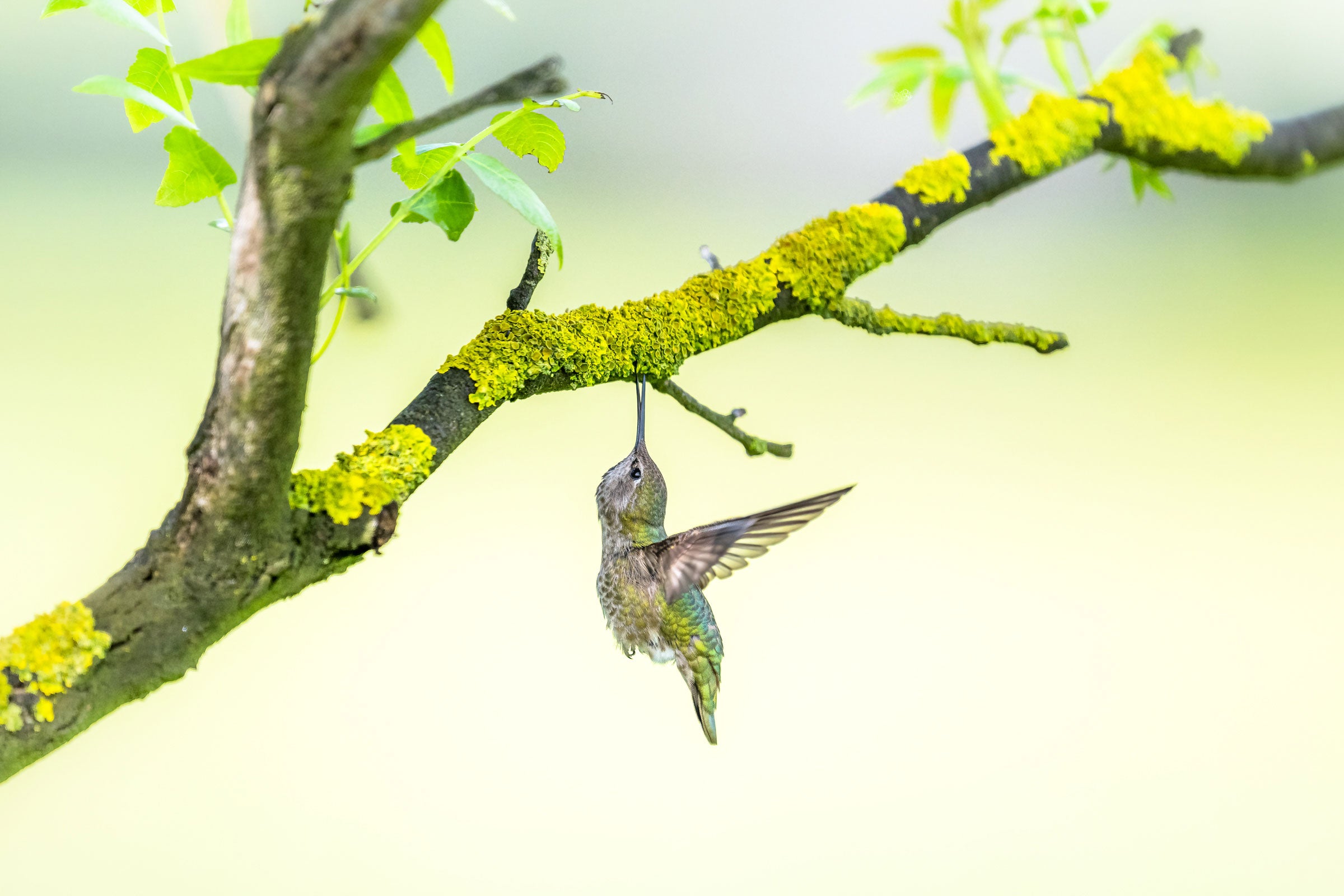 An Anna’s Hummingbird hovers below a branch covered with lichen. She is looking up with her wings behind her, and the tip of her bill open to pick lichen off the branch against a blurred green and yellow background. 