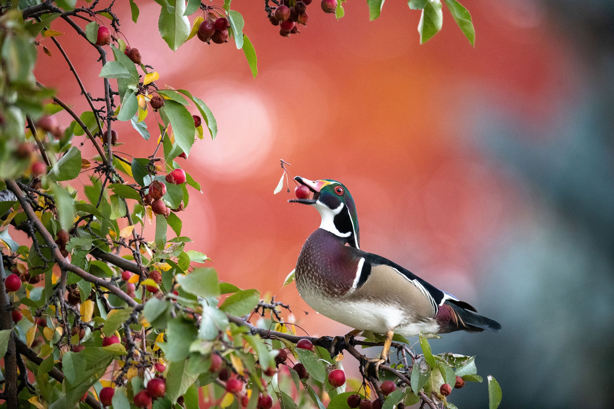 A Wood Duck sits in profile on a branch of a crabapple tree, boughs heavy with fruit and surrounding all but one side of the frame. The brown, white, and buff-colored duck stands out against a blurred red background. 
