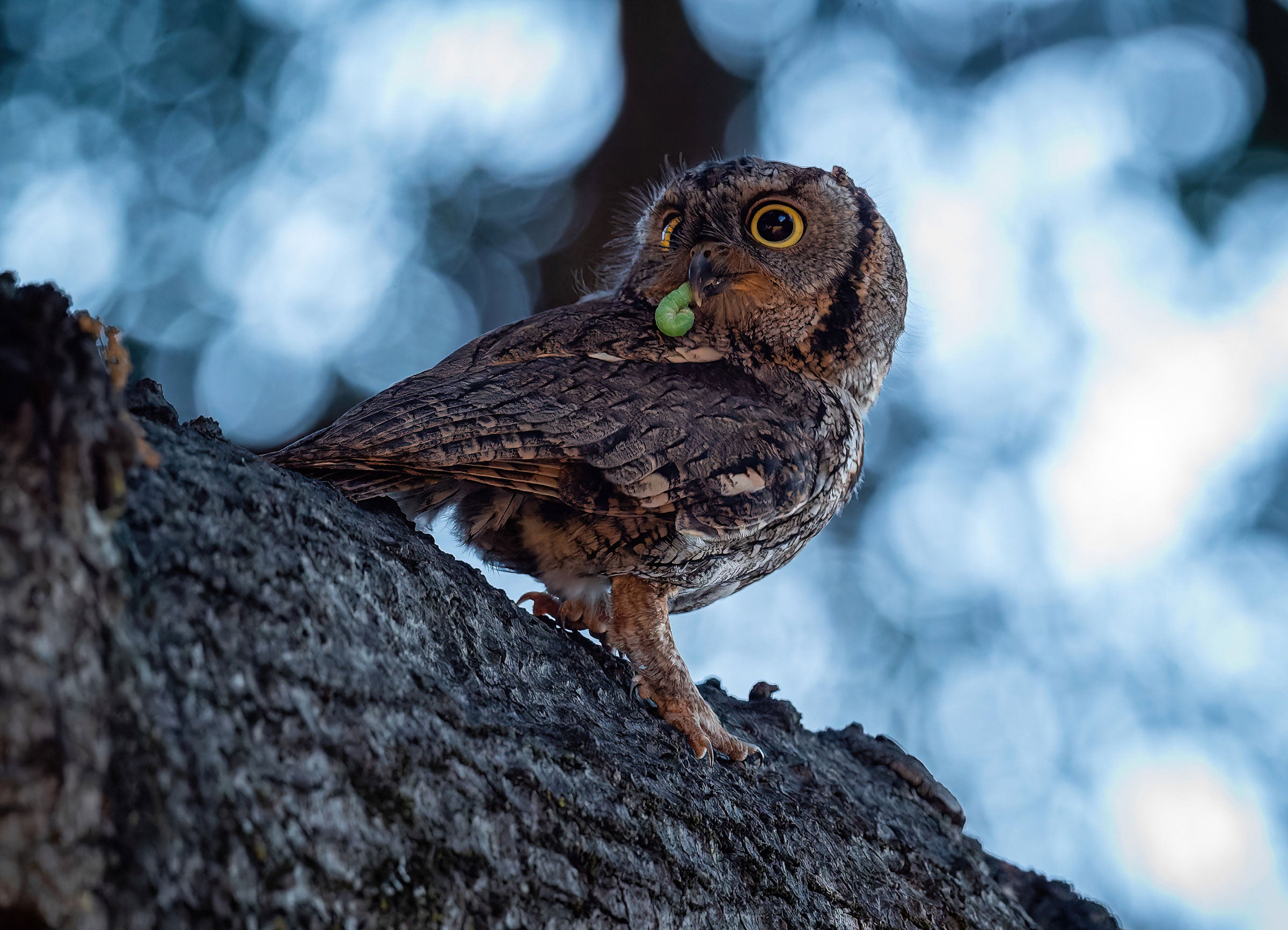 Against a blurry, bluish background, a Western Screech-Owl sits on a large branch, with its body turned to the right but its head turned back to the left. The brown bird has dilated pupils and holds what is left of a green caterpillar in its bill.