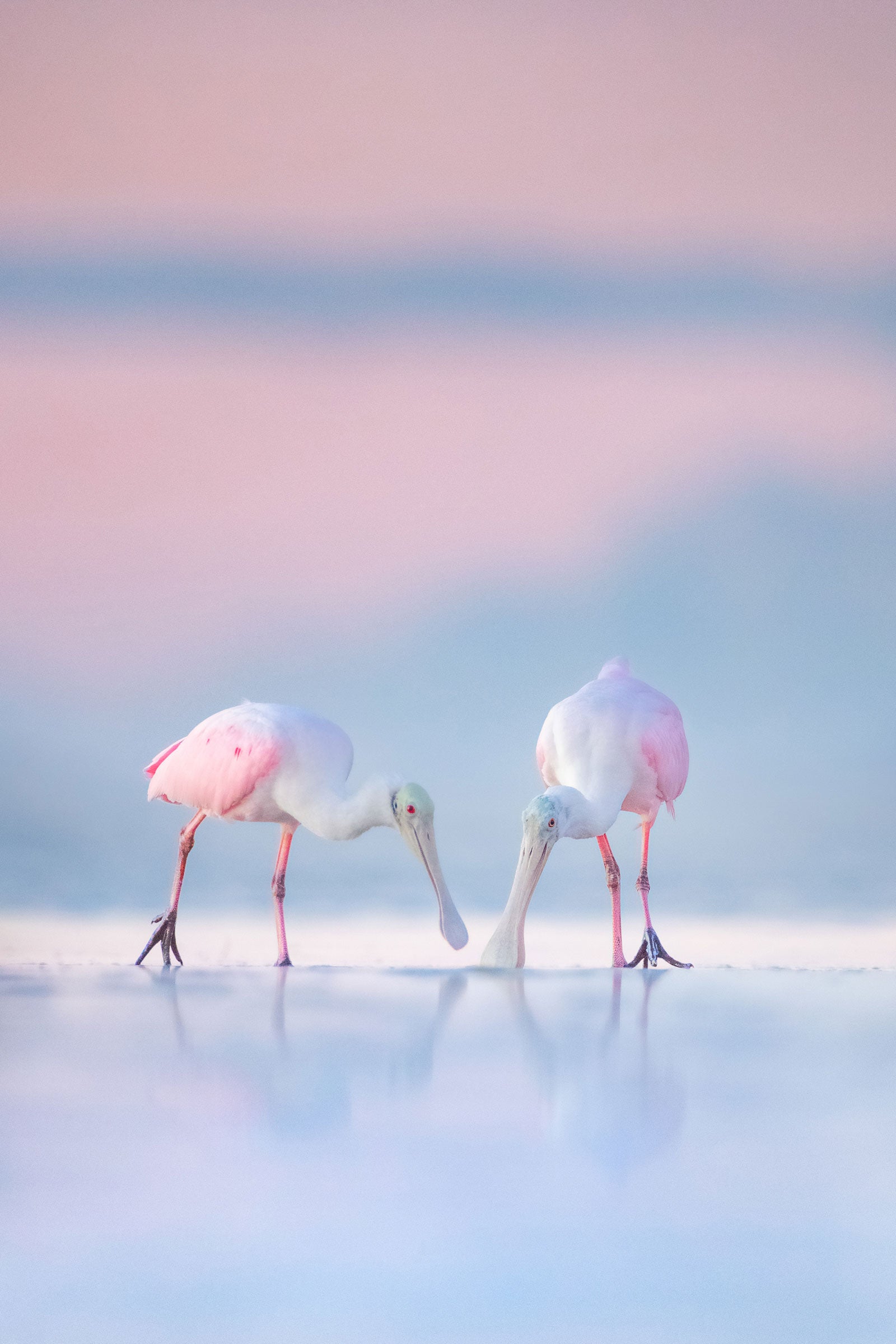 : Two Roseate Spoonbills feed right in the center of the frame, their pink wings mirroring that of blurred soft pink sky above, which is reflected in shallow water. 
