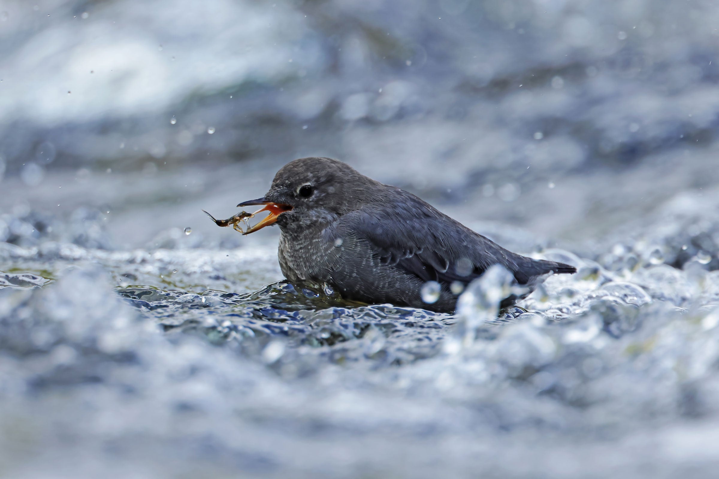 A gray American Dipper sits in rushing water, its body and head in profile. A freshly caught insect appears to float between its open bill, the bird’s tongue sticking out. 