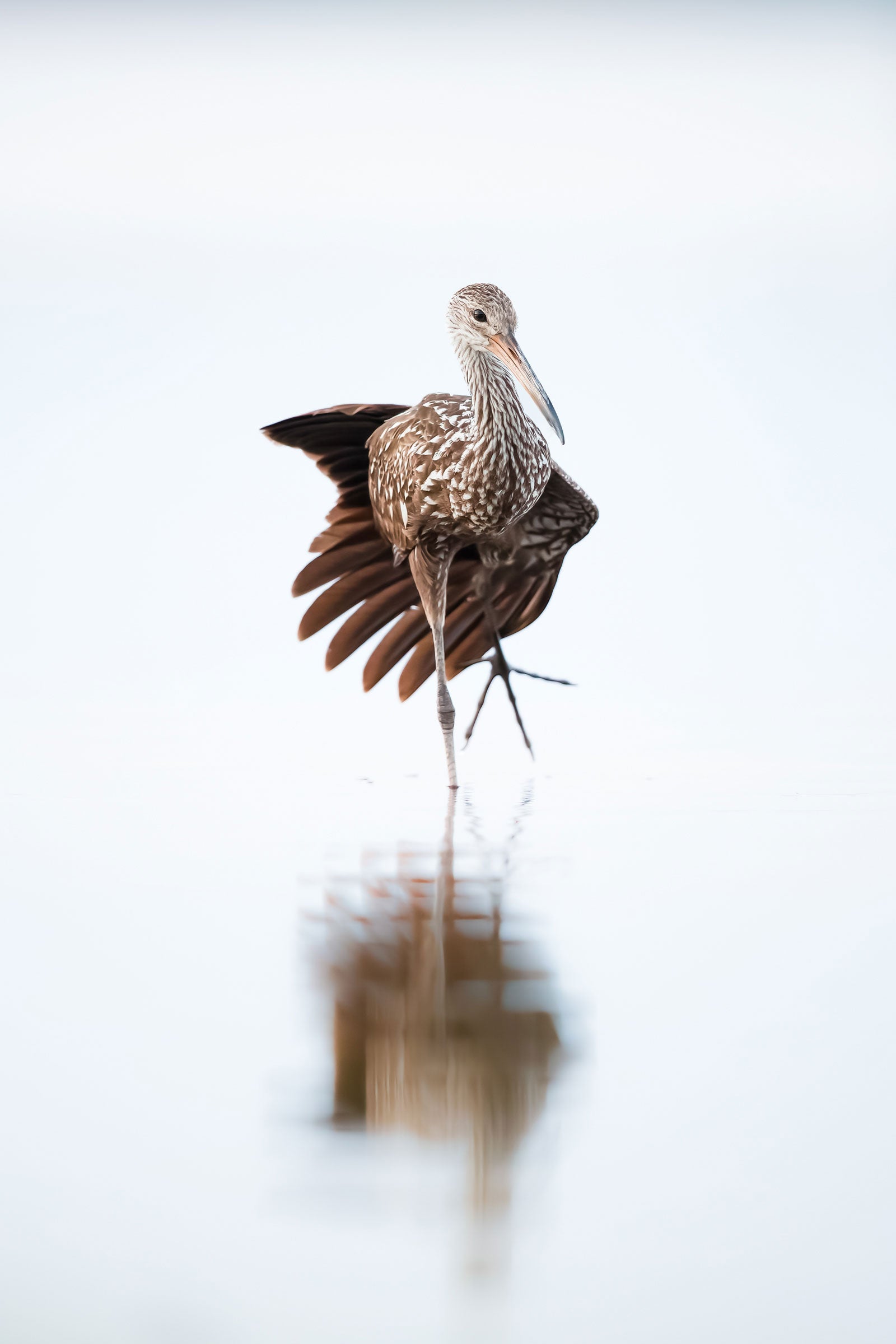 A brown Limpkin with white spots and a long light pinkish bill stands in a lake, one leg raised, and three toes outstretched. It looks to the side with its wing feathers fanned behind it, the gray background and bird’s body reflected in the rippling water