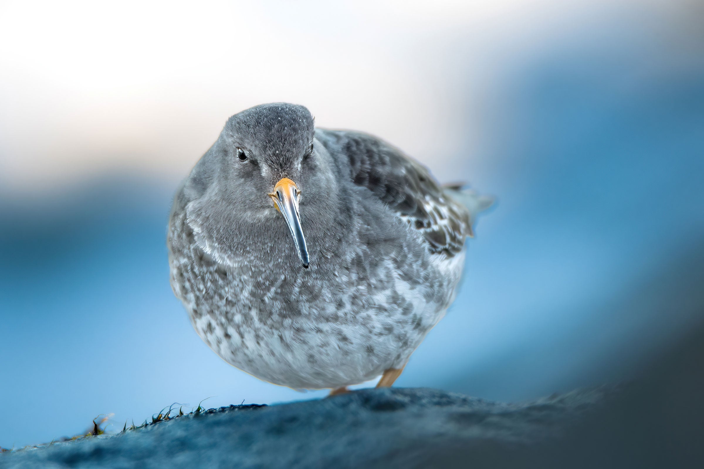A sandpiper sits on a rock in the middle of the frame seeming to look right at the lens. The background is a blurred deep blue contrasting the gray and white of the bird’s feathers.