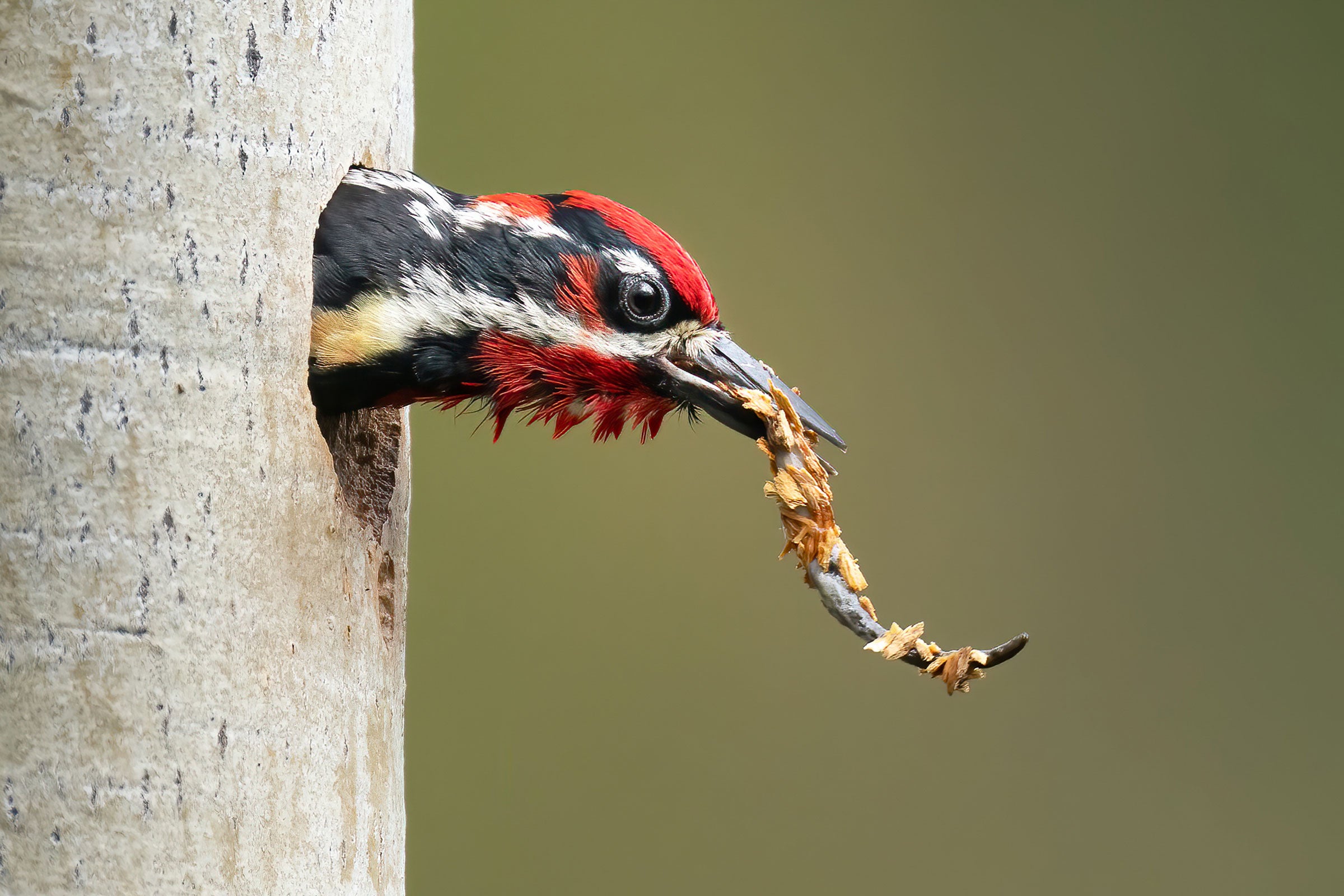 A red-crowned Red-naped Sapsucker peeks its head from a hole in a birch tree on the left side of the image, a fecal sac covered in wood chips in its bill. Behind the white-barked tree and bird’s head is a blurred green background. 