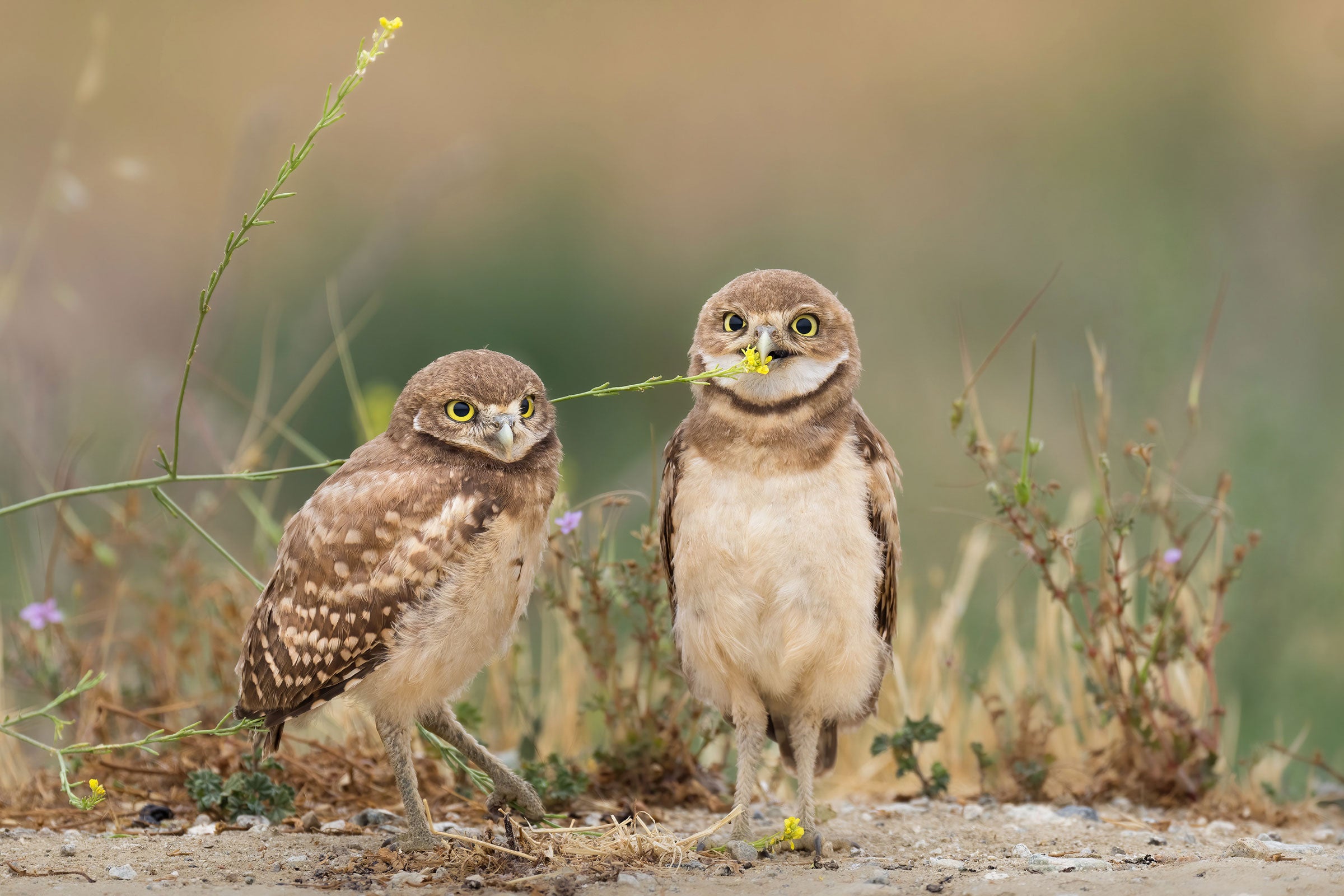 : Two Burrowing Owls chicks stand on dirt mount against a blurred green field. One bird faces the camera directly, a yellow mustard stalk in its bill, the other looking at the camera over its shoulder.