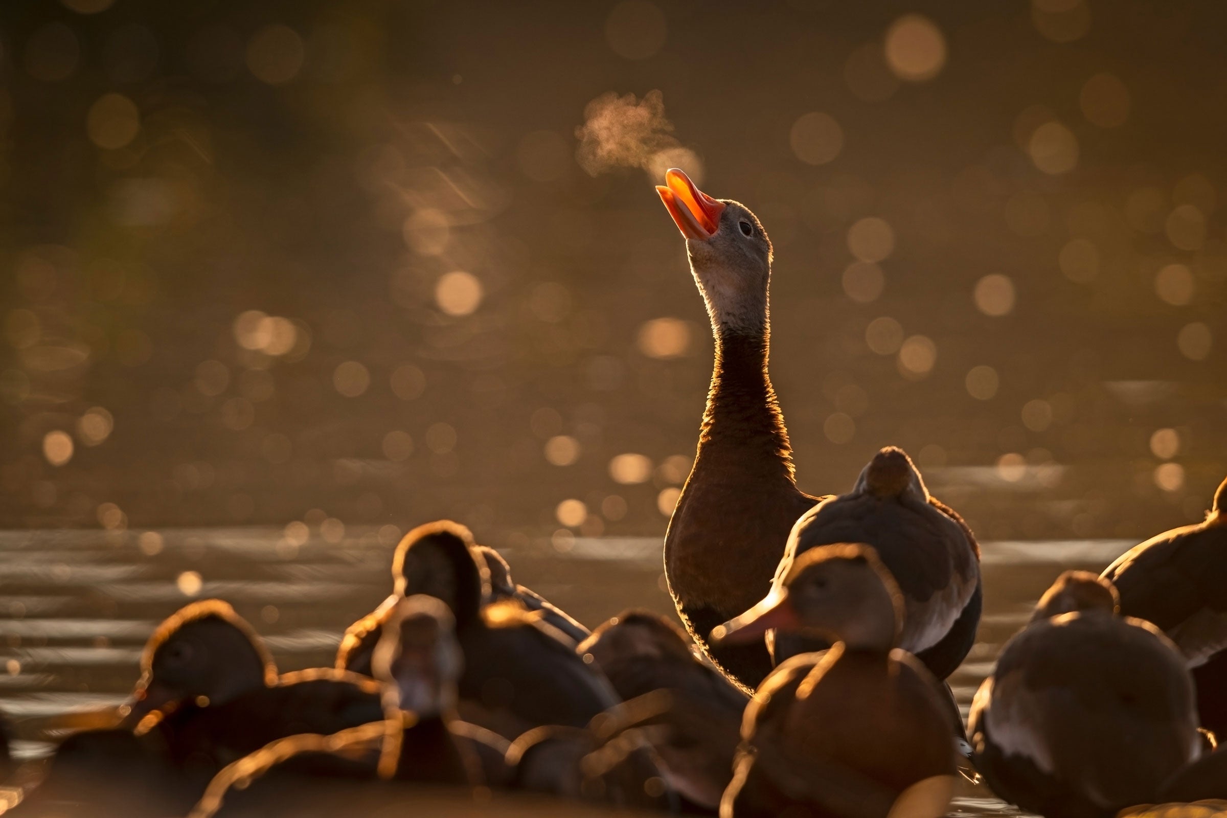 A single Black-bellied Whistling-Duck standing in a flock stretches its head higher than the other birds. The bird’s bill is open, expelling a puff of steam from the bird’s breath in front of a brown background that reflects the birds’ coloring. 