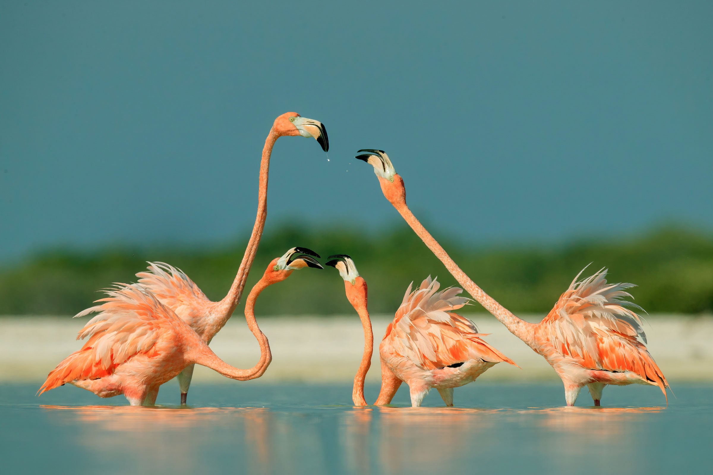 Two pairs of reddish pink flamingos face each other while standing in profile in a lagoon. Two have their necks outstretched, the other two’s necks are slightly curved against a blurry background of blue sky, greenery, and a sandy beach.