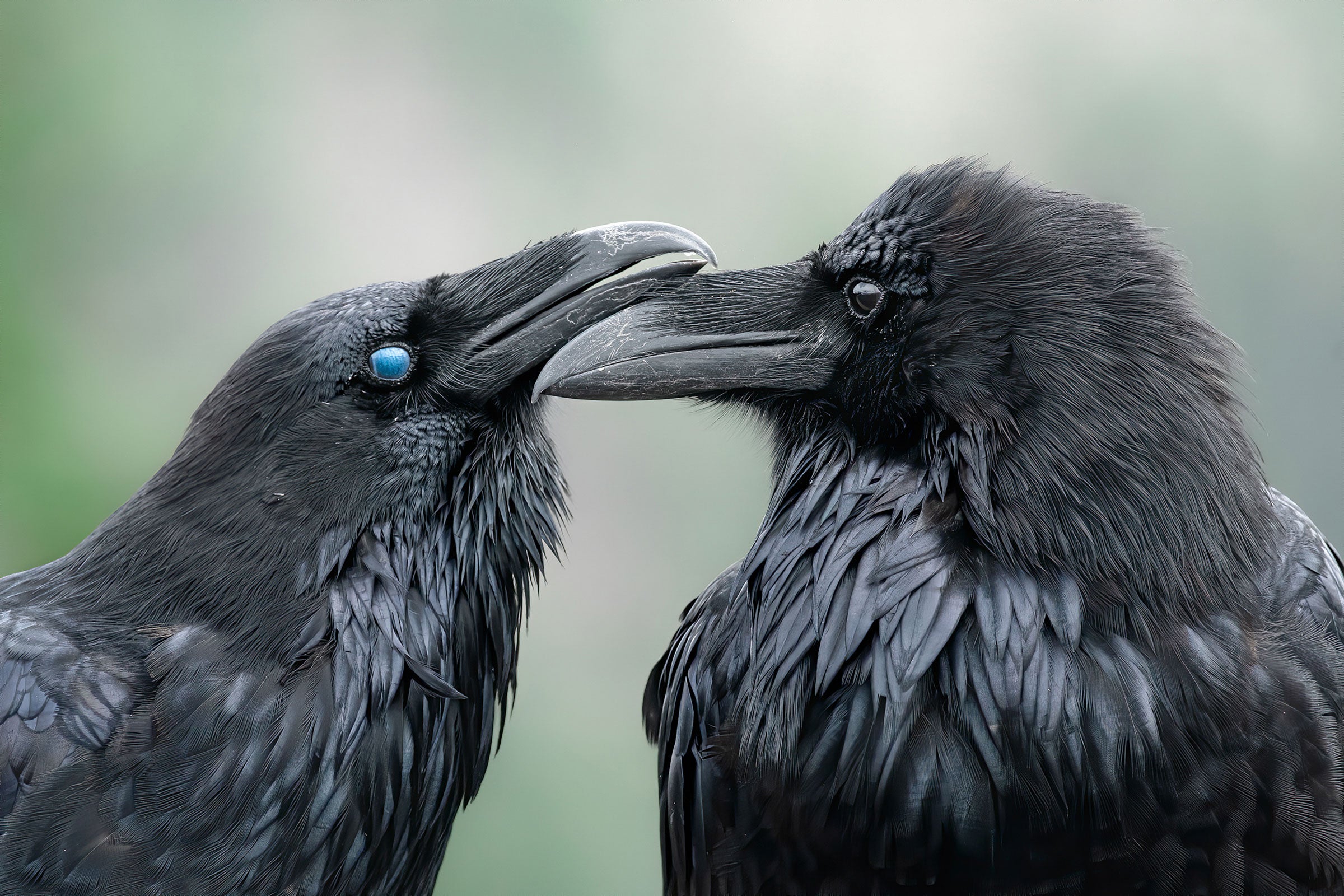  Two Common Raven stand in profile looking at each other. The one on the left rests its bill on the other’s bill, its left eyelid closed, the blue membrane looking like a jewel.