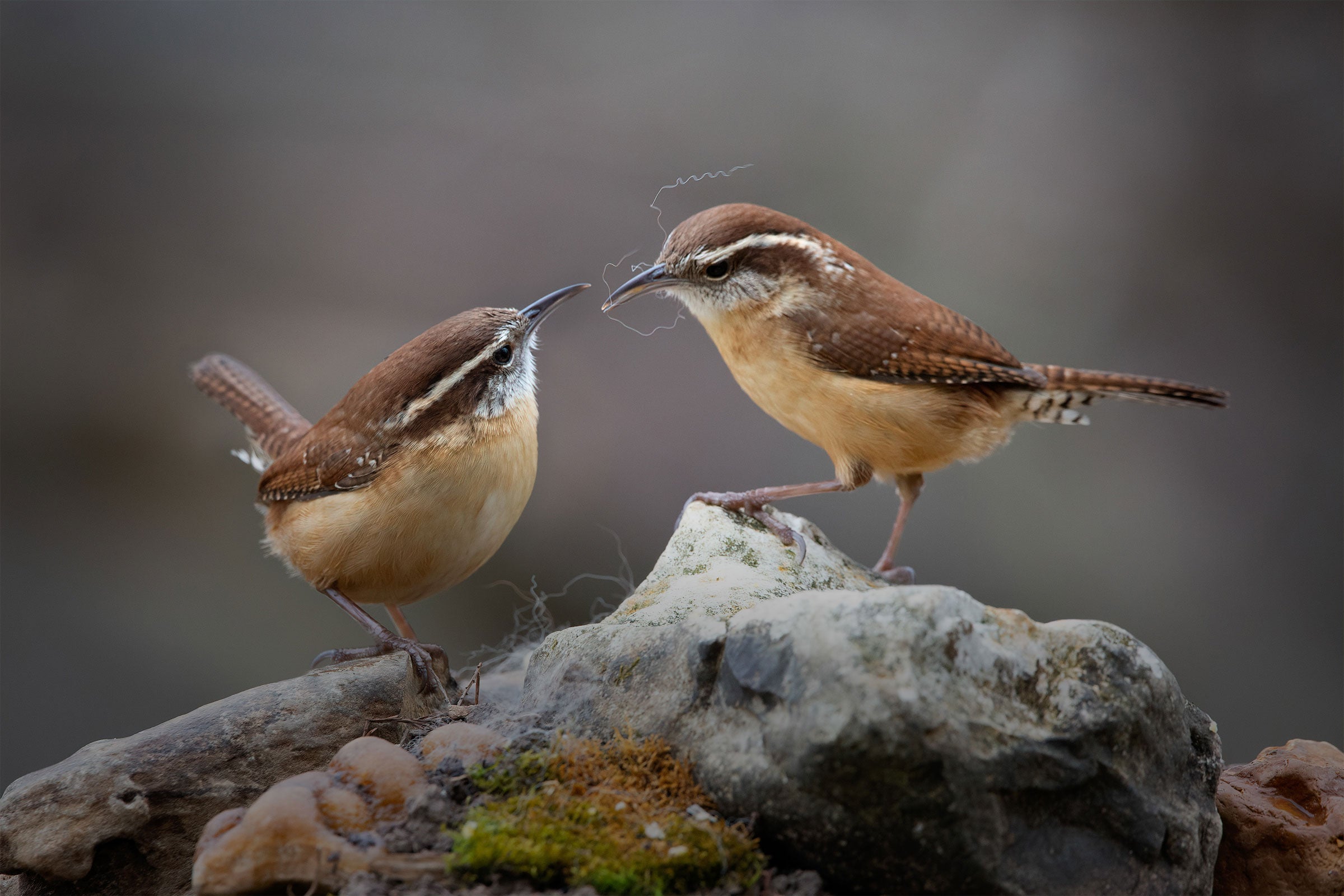 A pair of Carolina wrens stand atop a rock perch that contains a spot of moss and the remnant strands of very fine white plant down. The wrens face each other, one slightly higher, against a blurred gray background. 