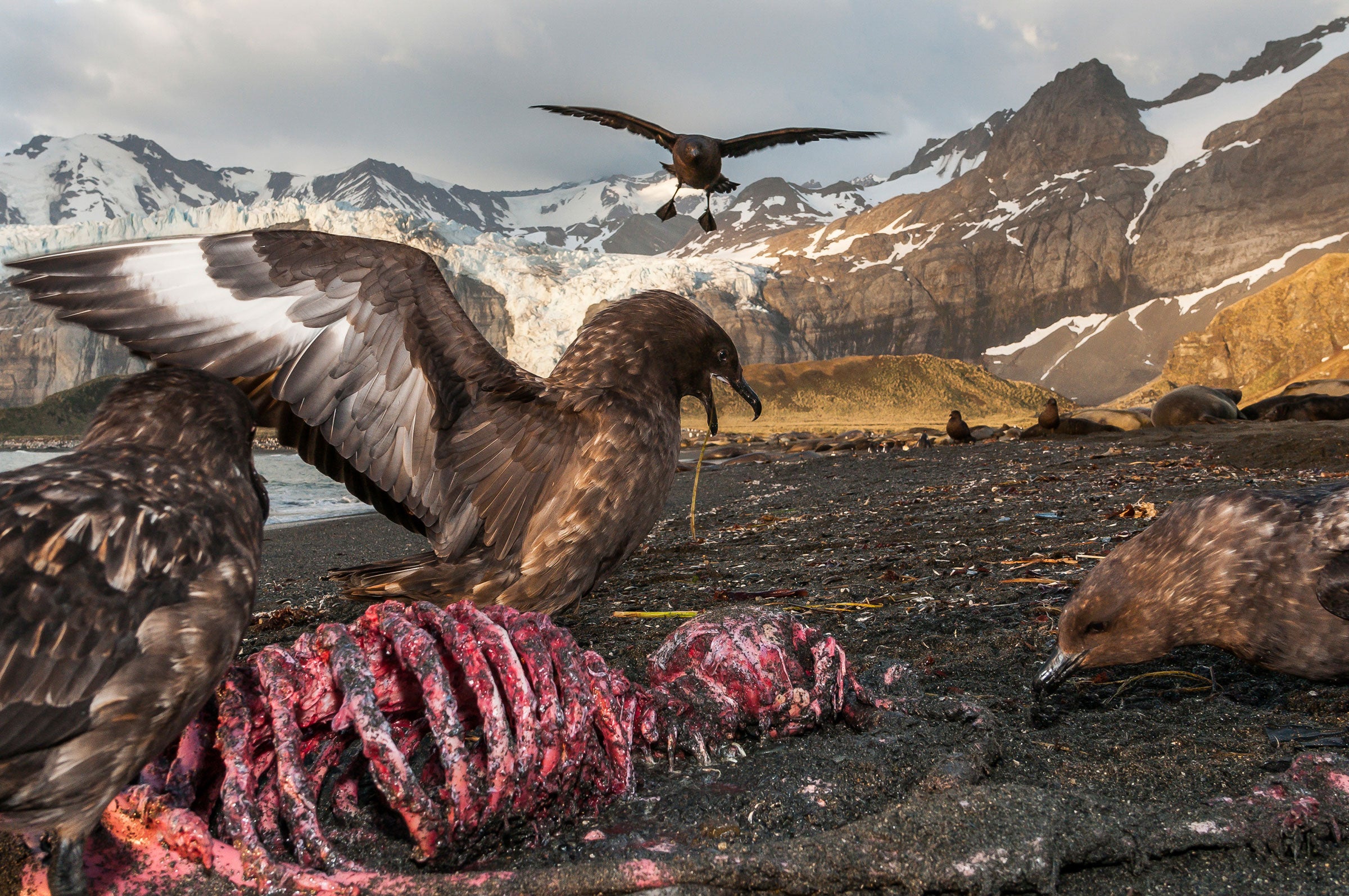 Three skuas stand around a bloody ribcage of an elephant seal carcass in the foreground, another skua flying in from the back. One bird stands behind the body, its wings outstretched against a backdrop of rugged steep snow-covered mountains and glaciers.