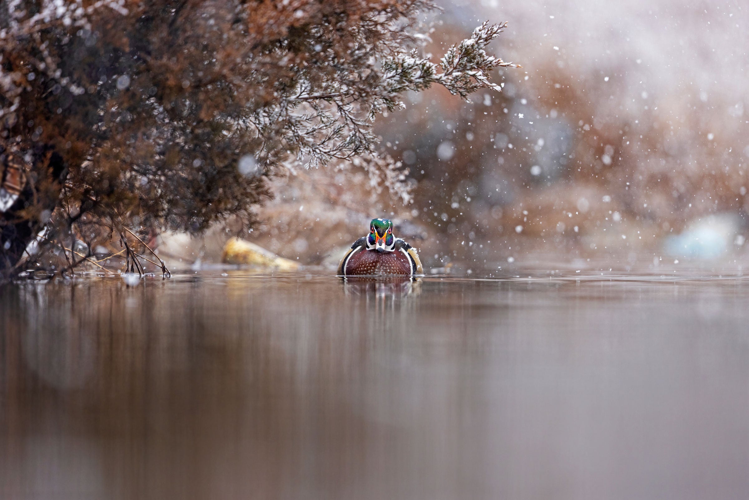 The 2023 Audubon Photography Awards The Top 100 Audubon