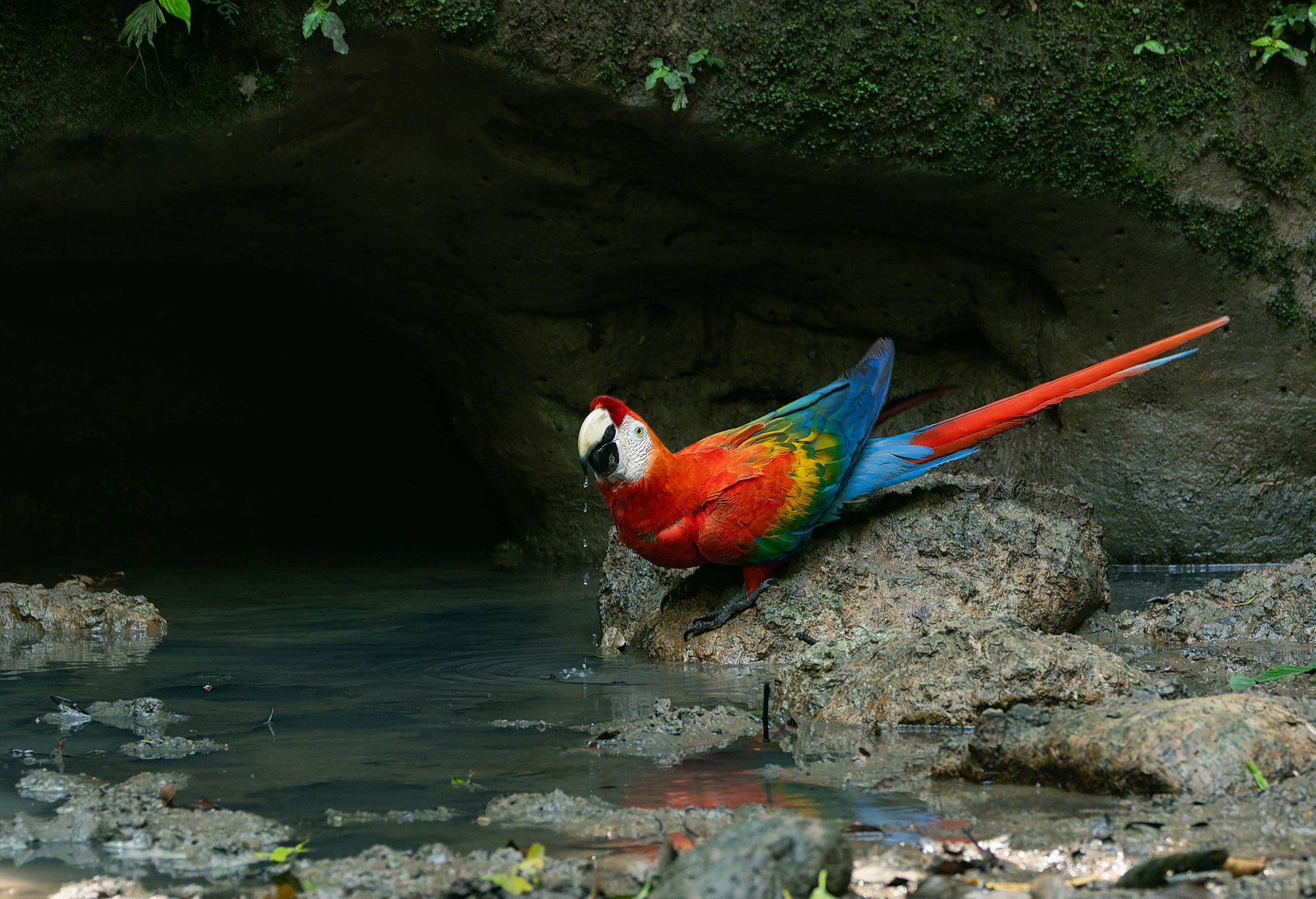 A Scarlet Macaw sitting on a rock looks up, its long tail sticking out behind it like an arrow. The macaw’s white face and beak and bright red and blue feathers are a stark contrast to the brown mud and rock around him. 