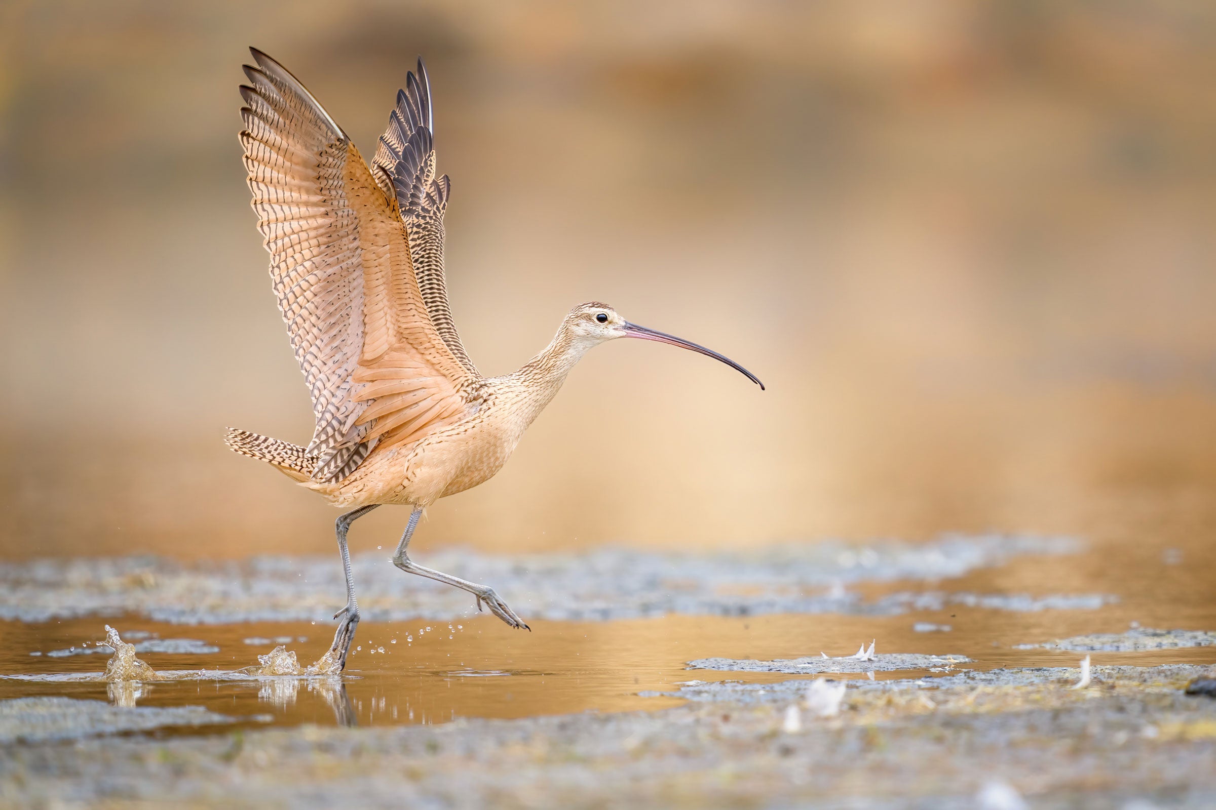 A Long-billed Curlew with wings stretched behind it flies in profile, ready to land in a lagoon. It appears to be running on the water, its buff-colored body reflecting the blurred background behind it. 