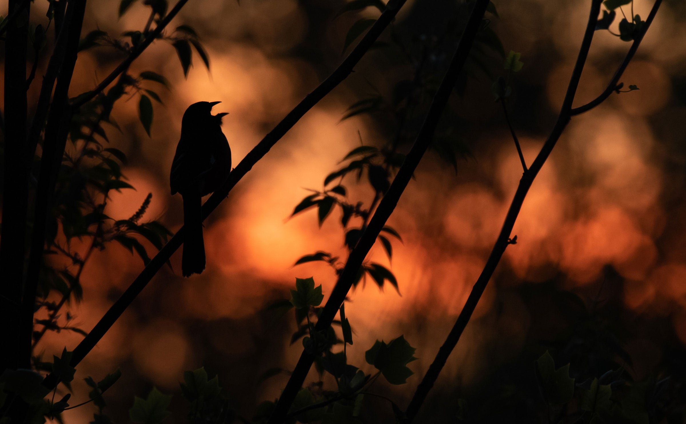 The silhouette of a singing bird shows through shadowy branches that slant upward to the right. The bird is perched on the left most of the branches against orange hues, with dark patches on the edges of the frame.