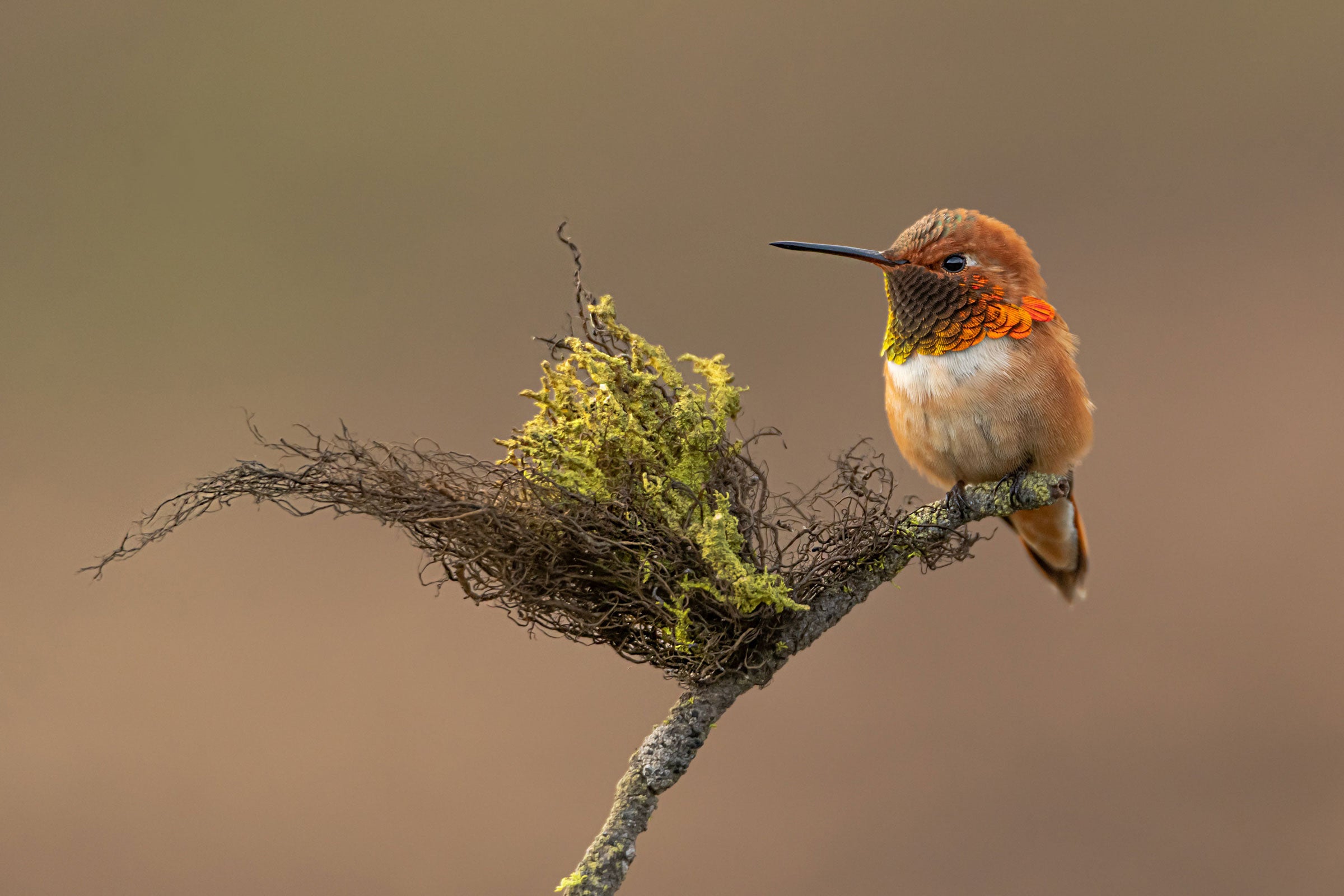 A Rufous Hummingbird sits in profile on one end of a y-shaped branch, a tuft of moss in the middle against a brown background, a sharp contrast to his orange coloring. 