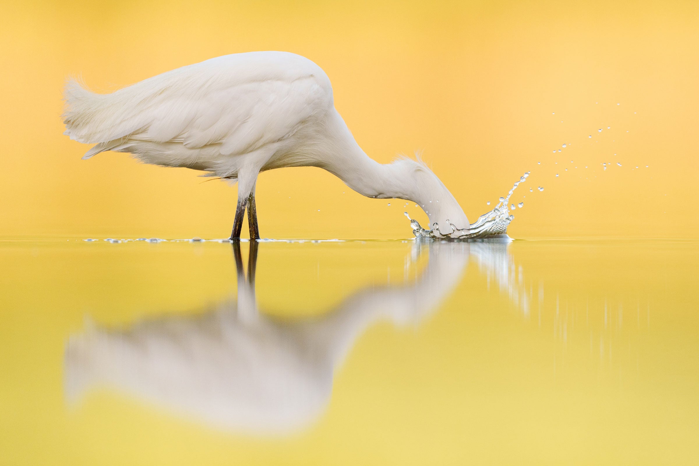 A Snowy Egret stands in profile in shallow water, its head submerged and a splash of water surrounding it. The still water reflects the lemon-yellow sky, highlighting the bird’s white plumage. 
