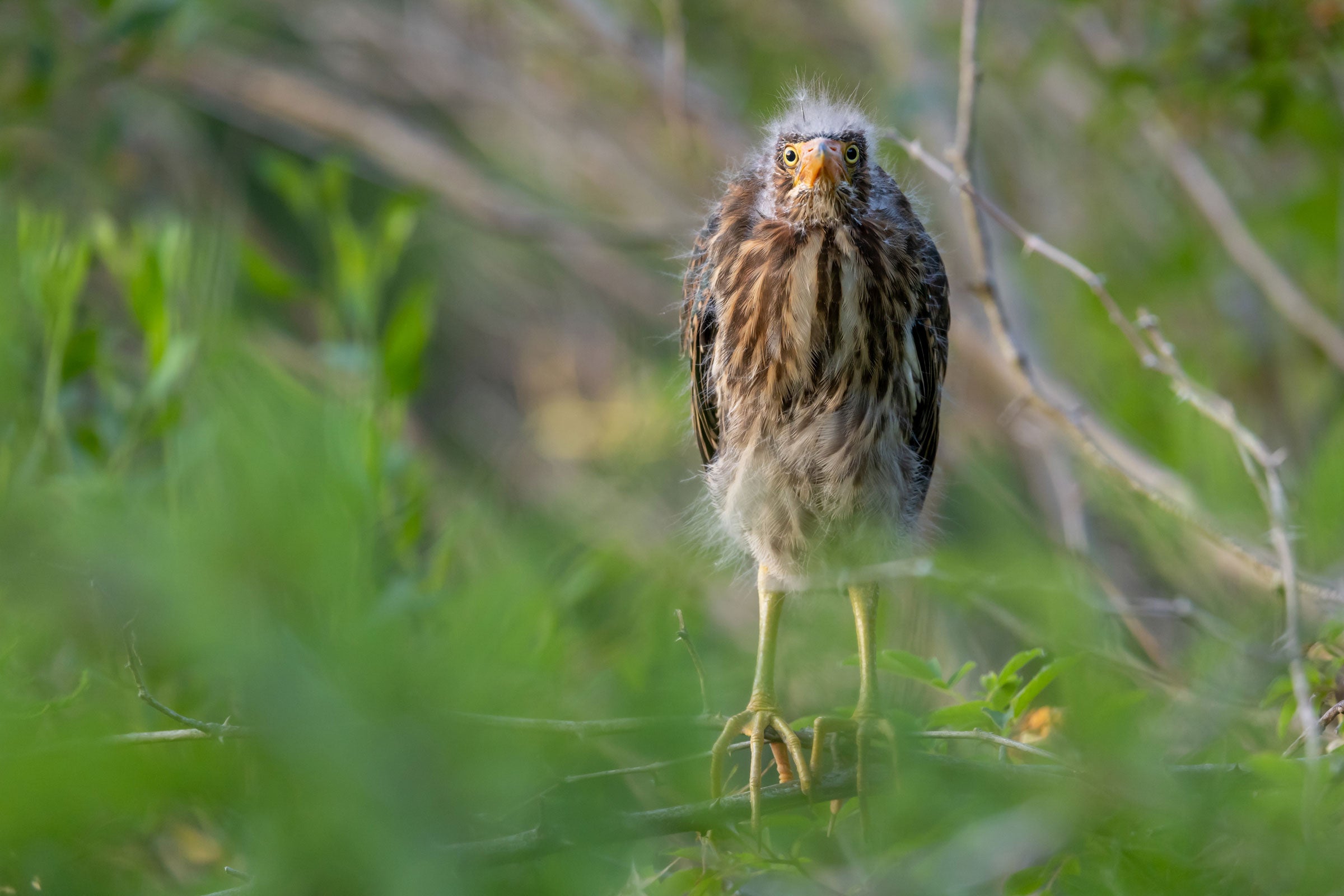 A down-tufted juvenile Green Heron perched on a branch stares directly at the lens, its yellow beak pointing straight and its brown and white striped feathers contrasting with the green foliage around it. A single follicle on the head sticks straight up.