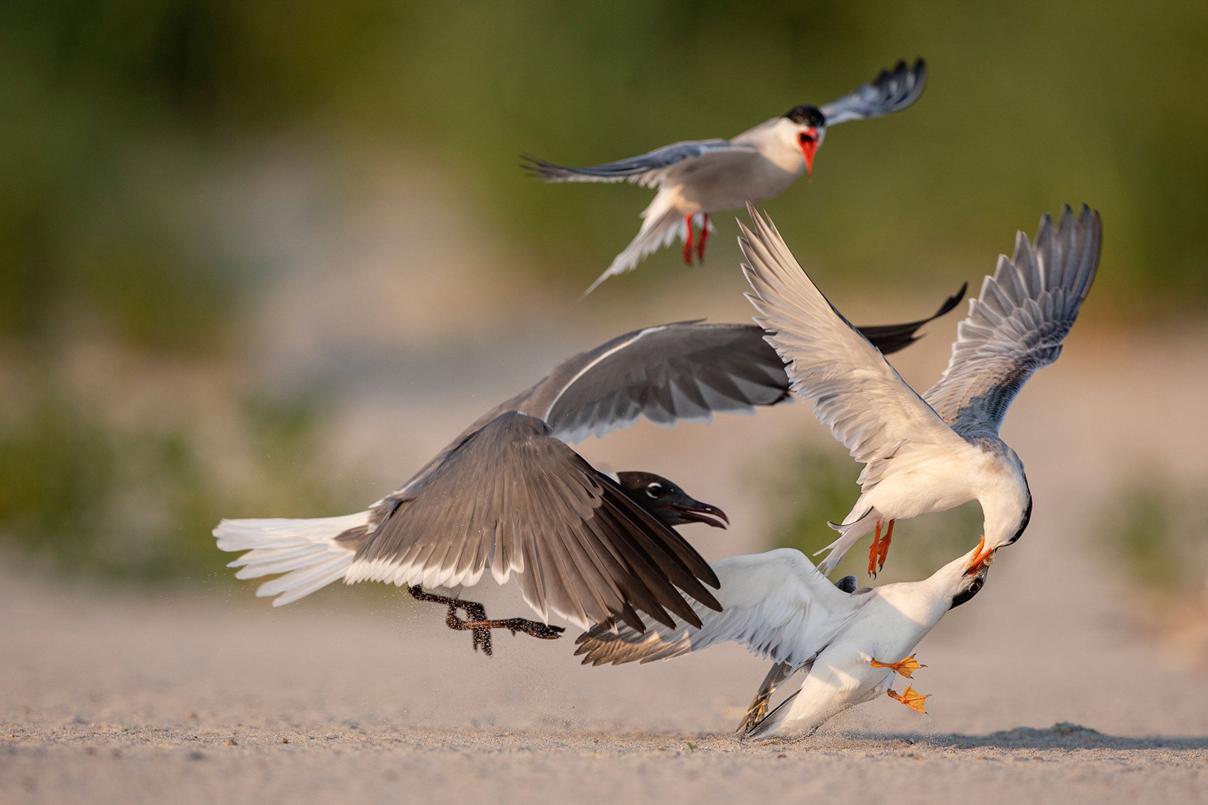 A Laughing Gull in the center of the frame looks ready to steal food being passed from another gull near the ground and one in the air, their wings outstretched, as another gull behind them calls, bill open, against a blurred beach backdrop. 