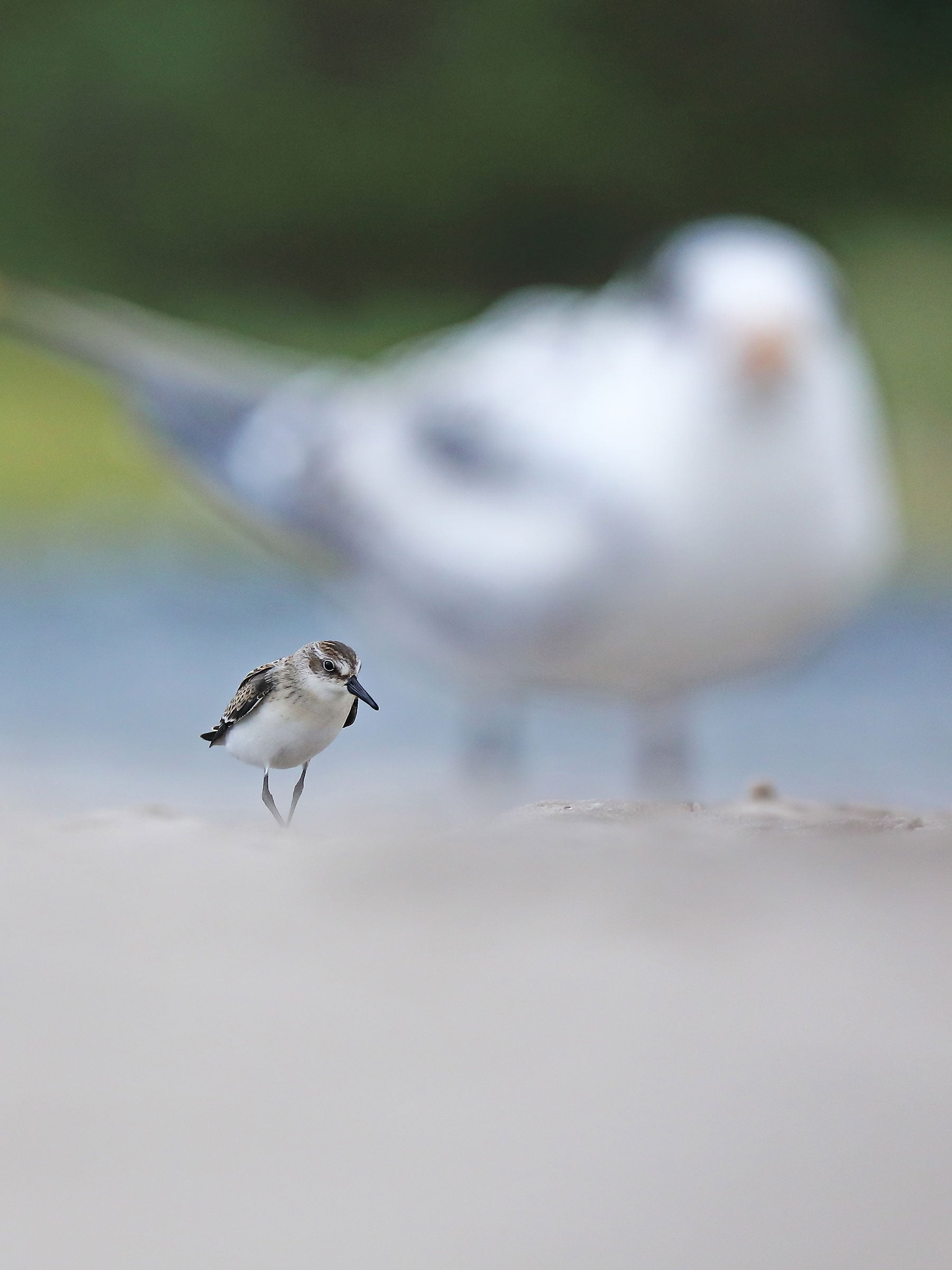 A Semipalmated Sandpiper in the middle-left of the image stands on a beach, the sand in front blurred and an out-of-focus Royal Tern in the background appearing to dwarf the sandpiper. 