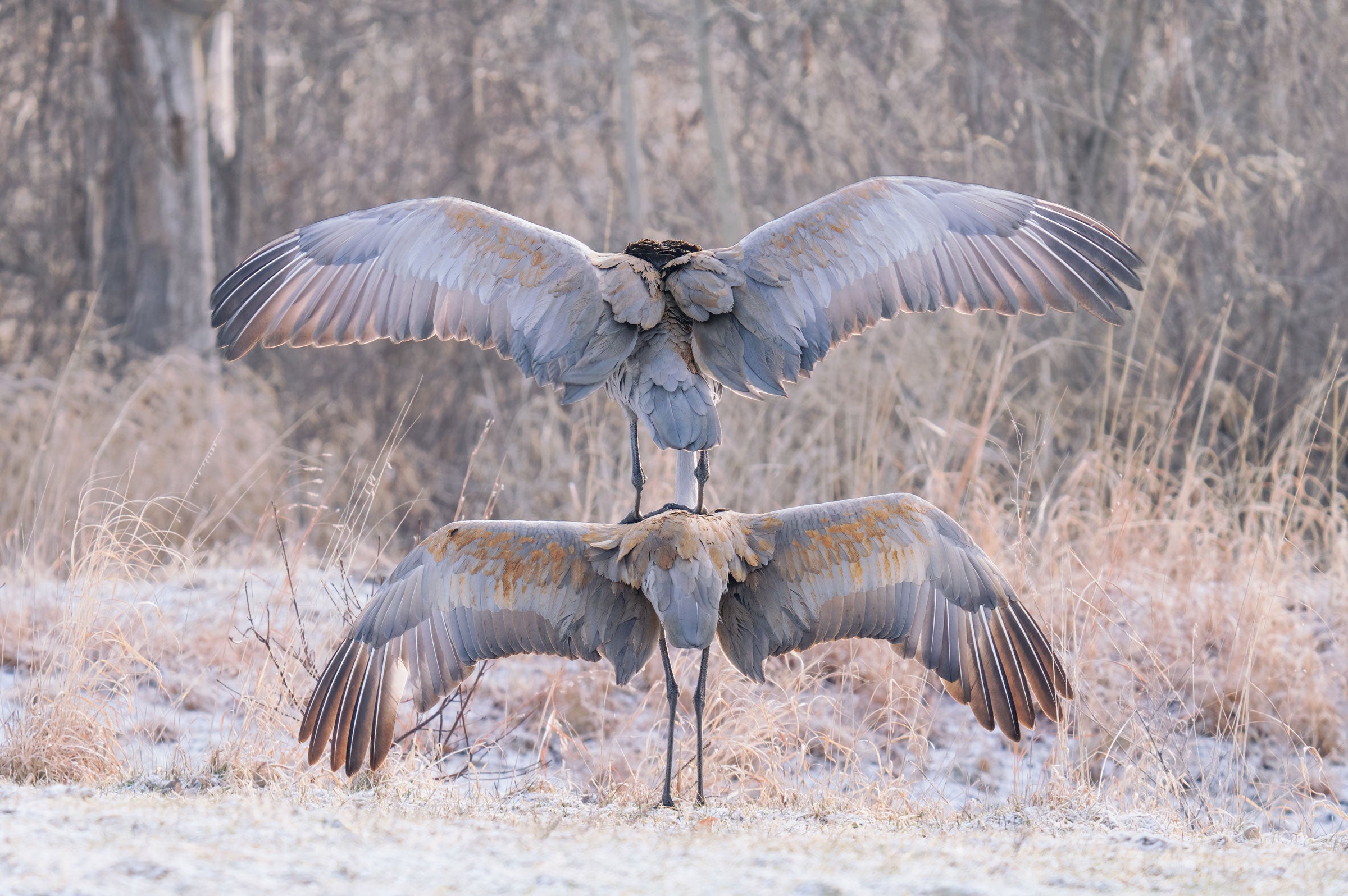 Two Sandhill Cranes stand with their heads down and backs to the camera, their wings outstretched. One balances perfectly on the other’s shoulders in front of a blue and tan background. 