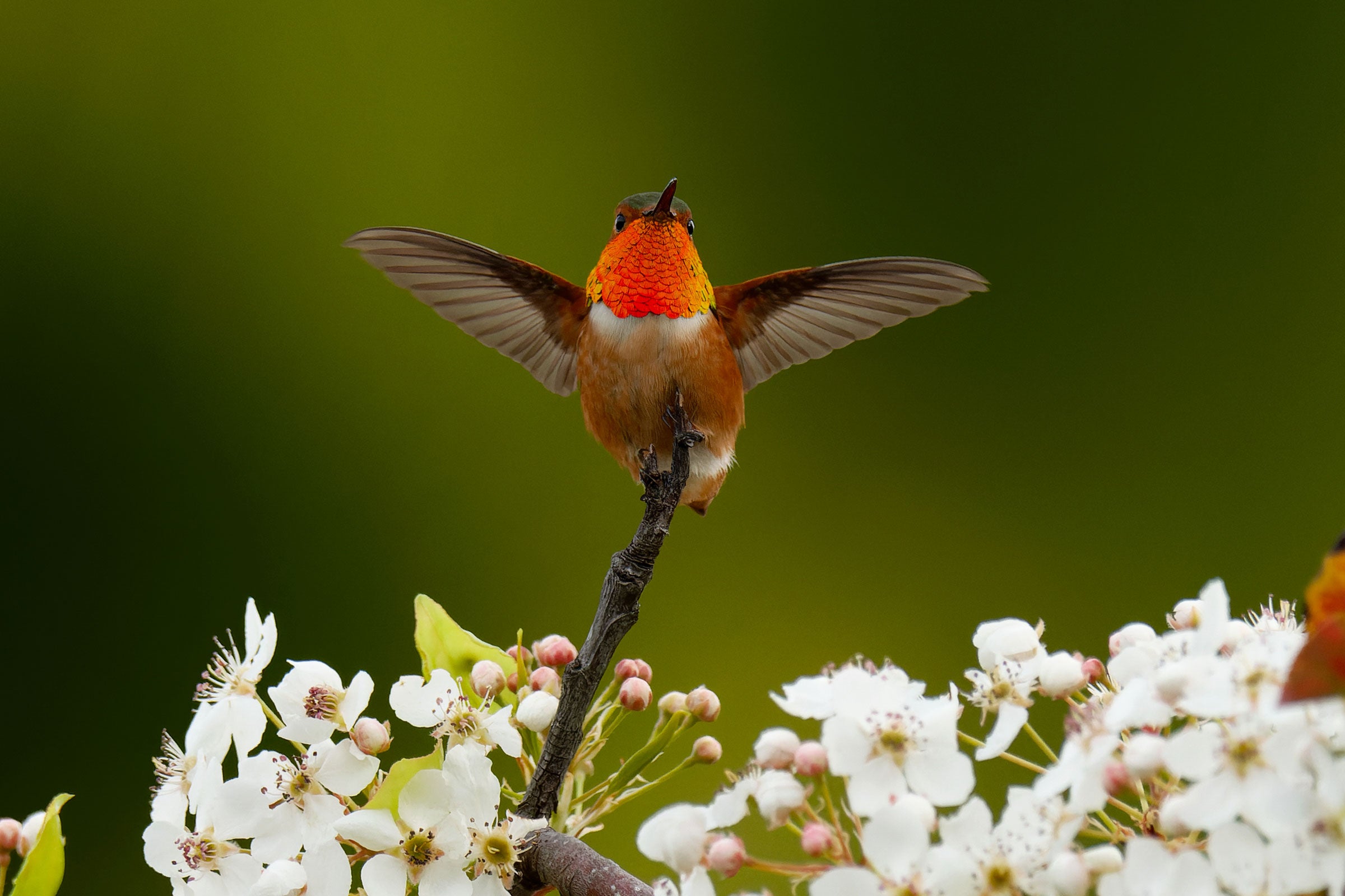 An Allen's Hummingbird balances on a small branch surrounded by small white flowers and light pink buds. Facing the camera the bird shows off its rusty orange body and orange-red throat while its wings are fully outstretched against a green background.