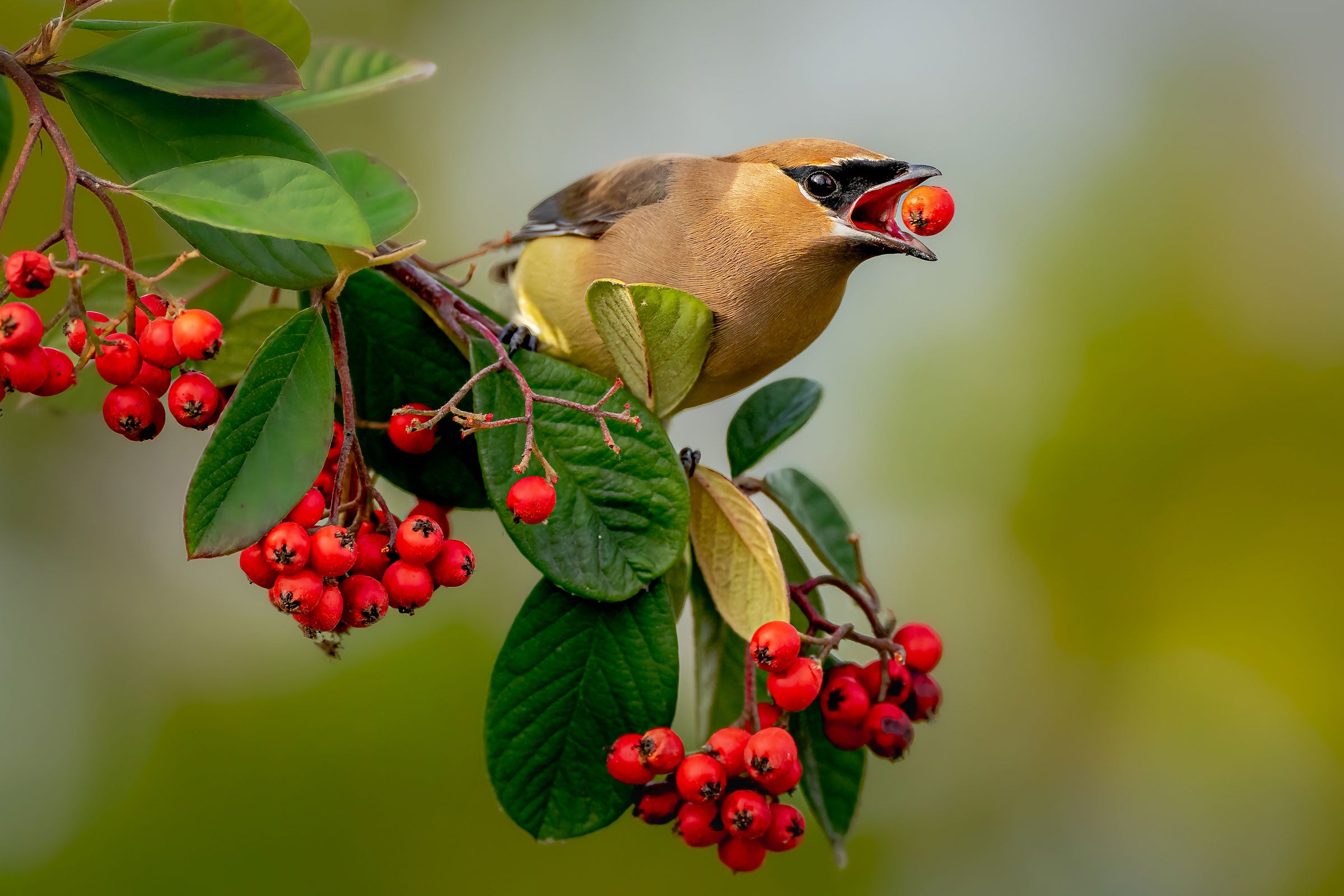 A Cedar Waxwing perches on a leafy cotoneaster branch, clumps of bright red berries hanging below. One red berry is in midair between the bird’s bill, the bird leaning forward to catch it. 