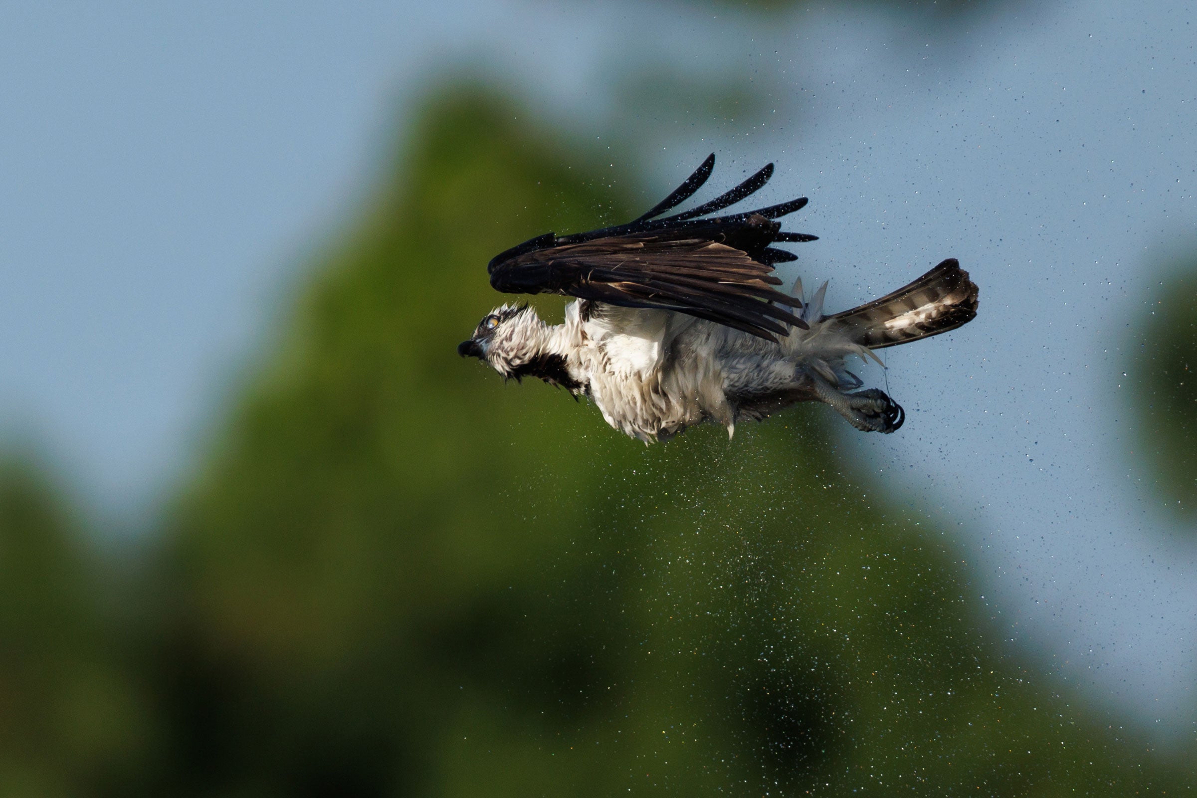 A brown and white Osprey flies in the air, water droplets around it from shaking in the air, a blurred blue sky and green foliage in the background.