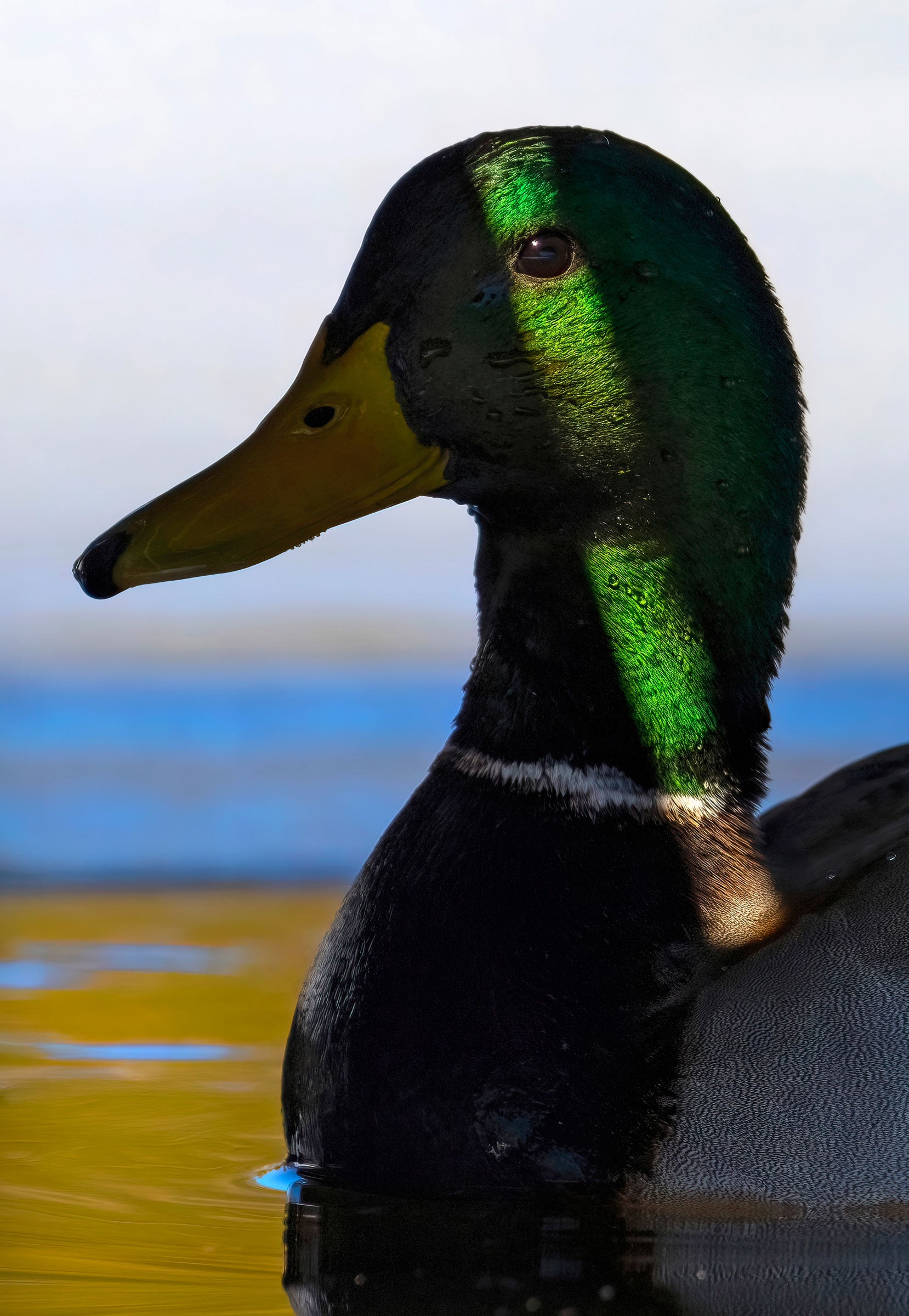  A thin shaft of sunlight slices down a male Mallard’s emerald head, briefly highlighting his eye. The duck swims in profile in brown and blue water. 