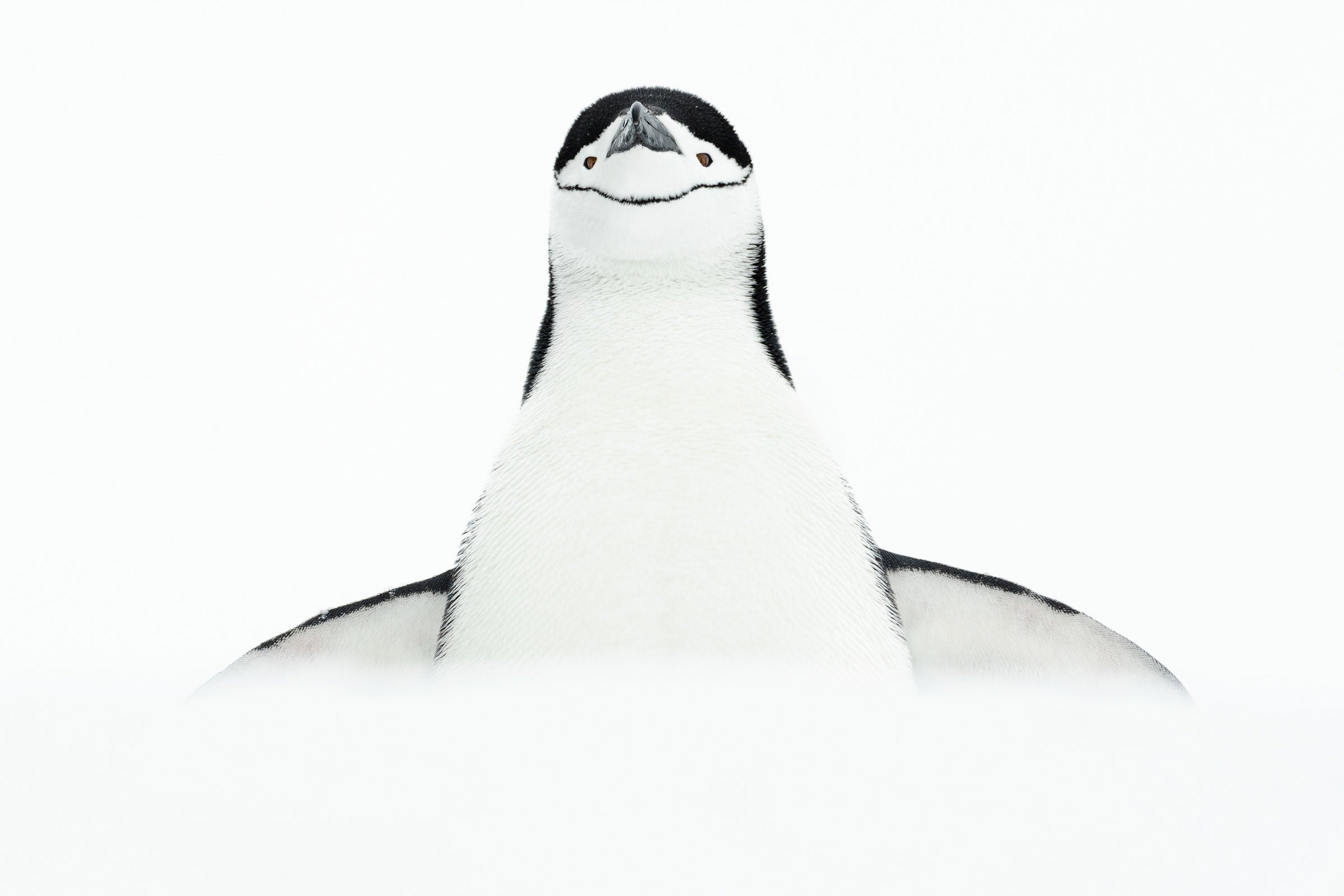 A Chinstrap Penguin peers at the frame, its face and breast visible above a snowbank. The black of its head, wing tips, and line on its chin stand out against the white background and bottom of the frame. 