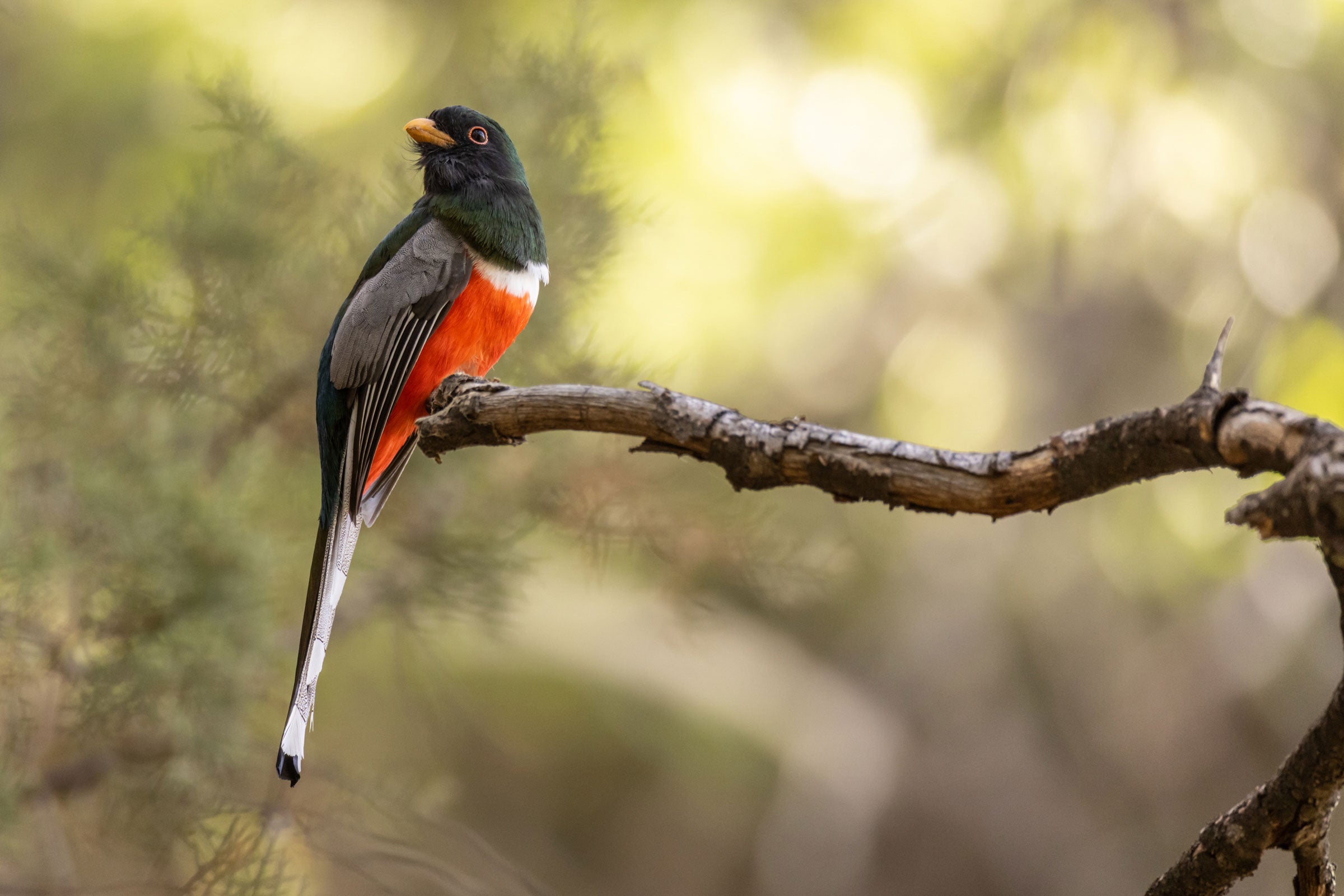 An Elegant Trogon with a yellow beak, gray wings, and a bright red belly sits on the end of a brown branch on the left side of the image. Its body faces right, but its head faces left, a sharp contrast to the pale yellow-green, blurred backgroumd.