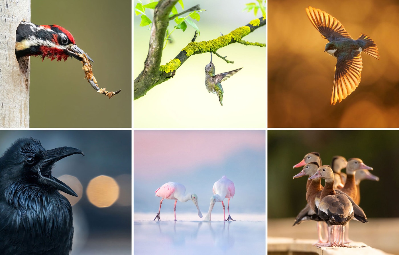 The 2023 Audubon Photography Awards The Top 100 Audubon the-2023-audubon-photography-awards-the-top-100-audubon