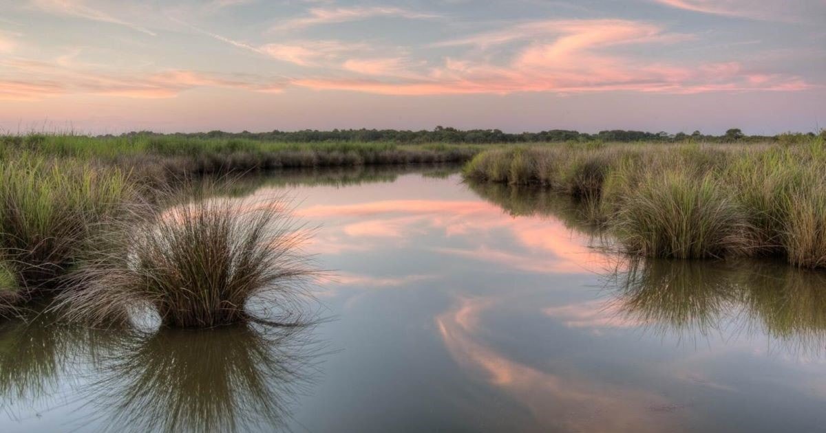 Audubon and Partners Launch Community-driven Climate Projects in Three States - Vimarsana News