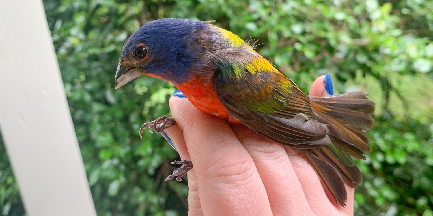 'Old Man Bunting' Nearly Breaks the Age Record for Painted Buntings - Vimarsana News