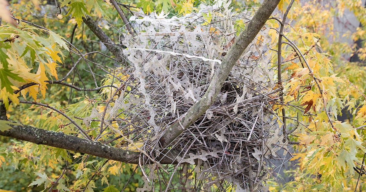 Apparently Magpies and Crows Are Using "Anti-Bird Spikes" to Make Their Nests