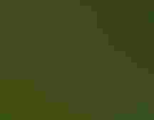 A bright yellow bird perches on a thorny branch against a blurred green background.
