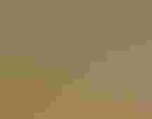 An Eastern Meadowlark vocalizing with its beak wide open. It's a small bird, yellow on the belly with a black stripe running from its shoulder to its center. The back is rufous with mottled black pips. Its face has a pop of yellow between its beak and eye, and there's strong speed stripe racing from the back of the eye towards the rear of the head. The bird is perched on a wood post and the background is soft warm and green tones in a creamy bokeh.