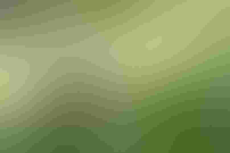 Northern Cardinal (molting). Photo: Mathew Malwitz/Audubon Photography Awards A female cardinal perches on a branch with patches of feathers missing on her head.