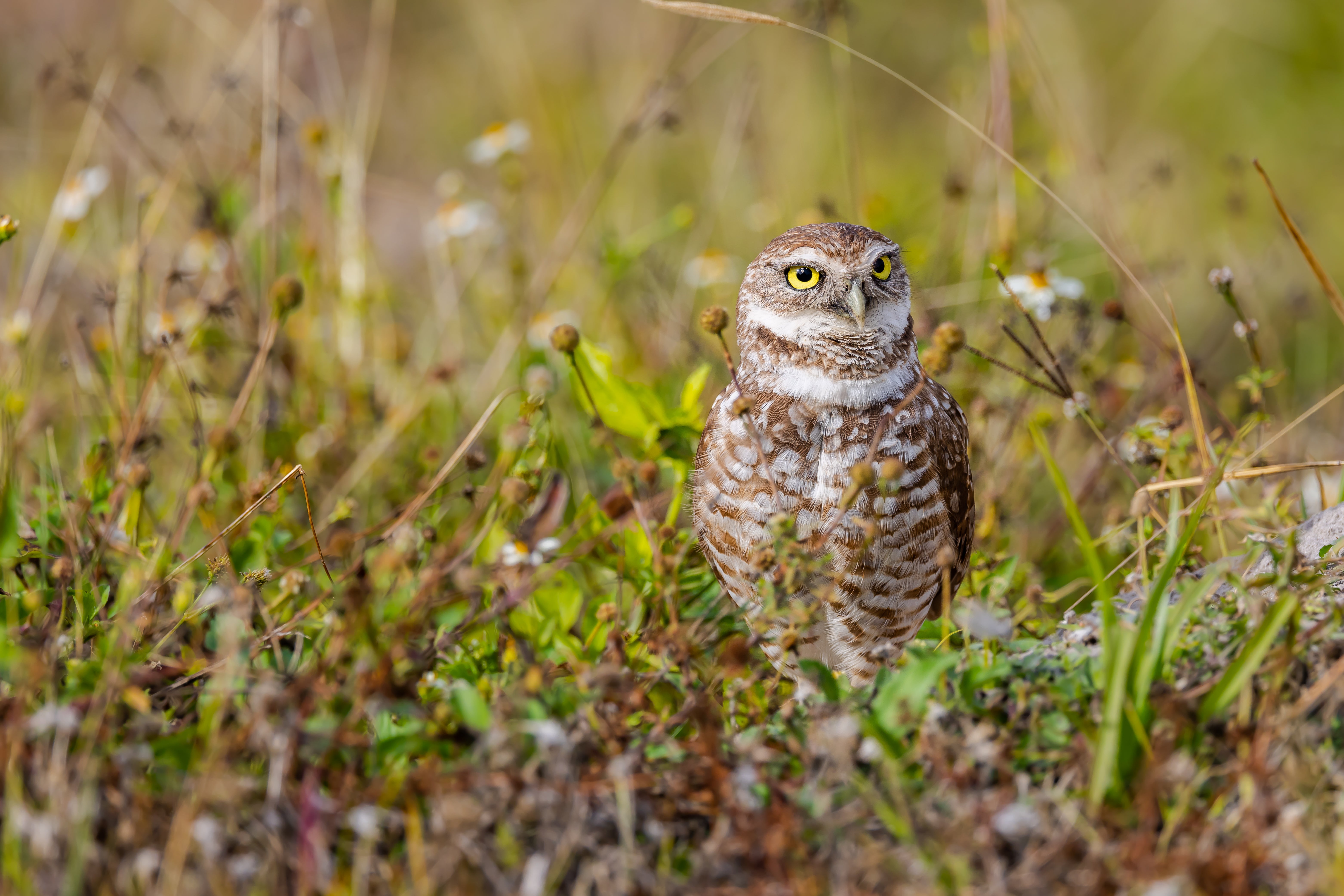 Photo of a Burrowing Owl standing in grass.