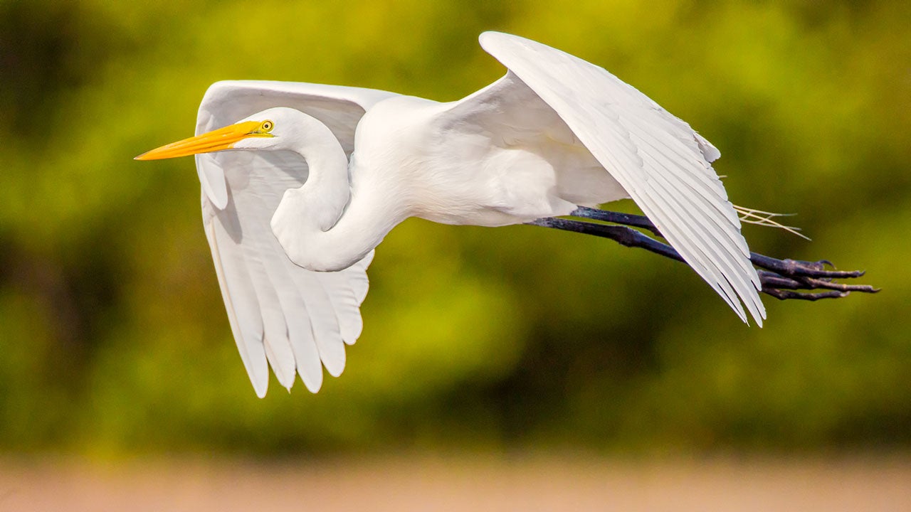 Audubon Welcomes Five New Industry Leaders to National Board - Vimarsana News