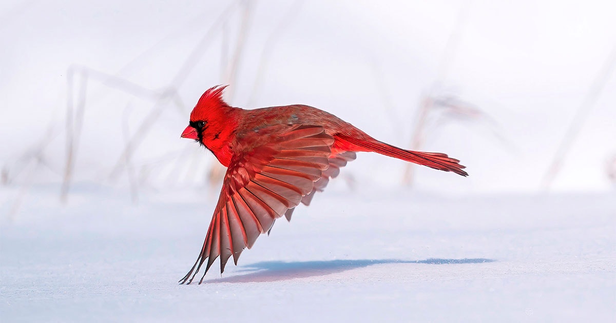 10 Fun Facts About the Northern Cardinal | Audubon