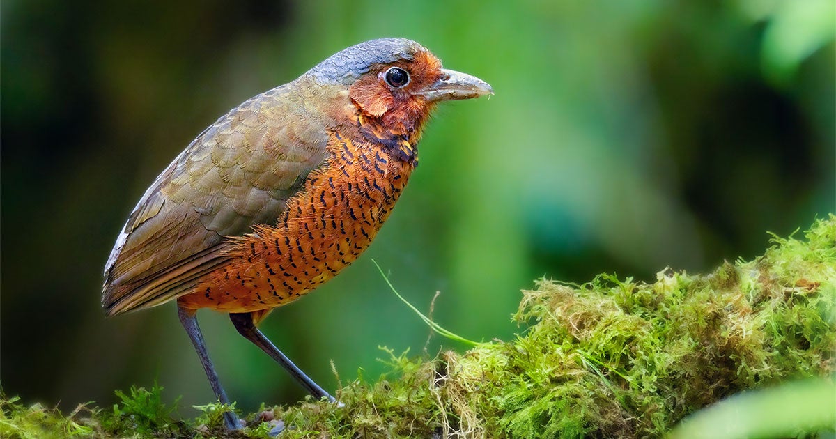 How Training Secretive Birds Became a Boon for Tropical Forest Conservation - Vimarsana News