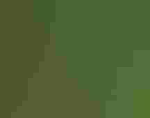 A rust and gray-colored bird stands on a mossy surface and looks at the camera.