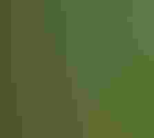 A rust and gray-colored bird stands on a mossy surface and looks at the camera.