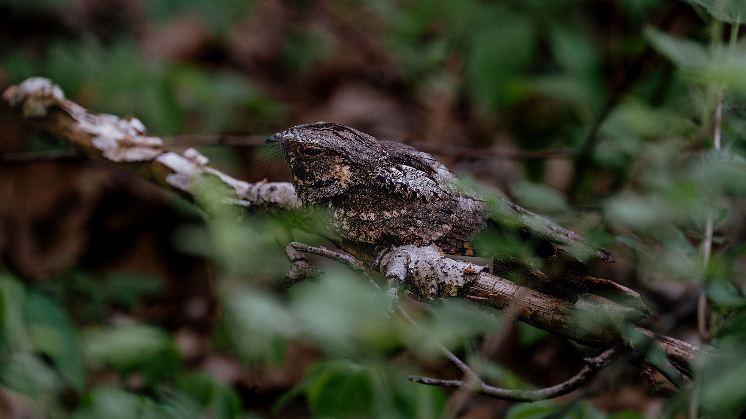 A mottled brown whip-poor-will with squinty eyes sits perfectly camouflaged on a tree branch.